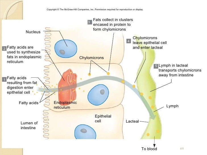Chapt17 digestive system