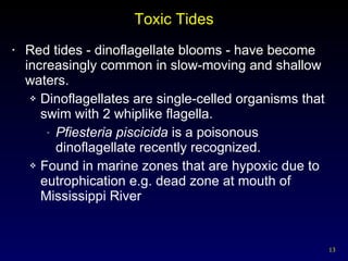 Toxic Tides Red tides - dinoflagellate blooms - have become increasingly common in slow-moving and shallow waters. Dinoflagellates are single-celled organisms that swim with 2 whiplike flagella. Pfiesteria piscicida  is a poisonous dinoflagellate recently recognized. Found in marine zones that are hypoxic due to eutrophication e.g. dead zone at mouth of Mississippi River 