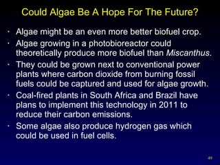 Could Algae Be A Hope For The Future? Algae might be an even more better biofuel crop. Algae growing in a photobioreactor could theoretically produce more biofuel than  Miscanthus .  They could be grown next to conventional power plants where carbon dioxide from burning fossil fuels could be captured and used for algae growth.  Coal-fired plants in South Africa and Brazil have plans to implement this technology in 2011 to reduce their carbon emissions. Some algae also produce hydrogen gas which could be used in fuel cells. 
