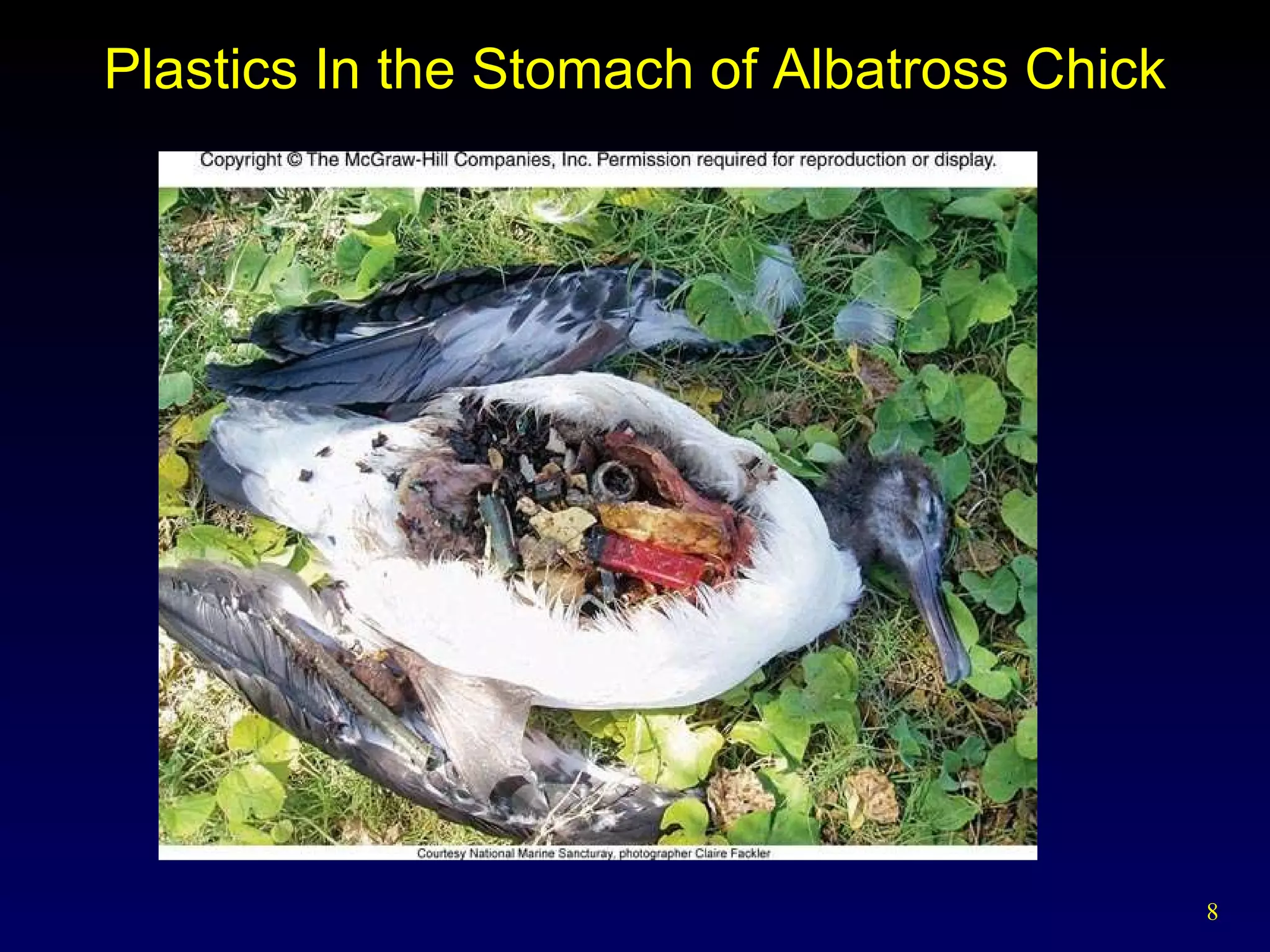Plastics In the Stomach of Albatross Chick 
