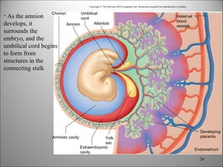 Chapt23 pregnancy & growth | PPT