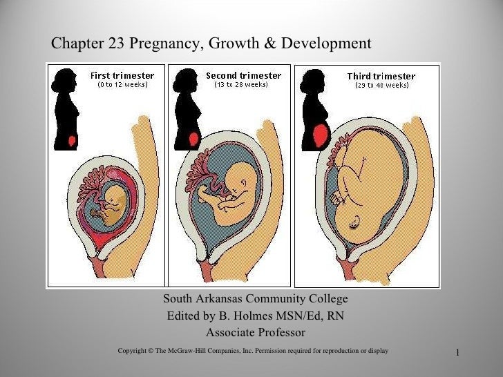 Chapt23 Pregnancy Growth