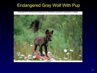 Endangered Gray Wolf With Pup 