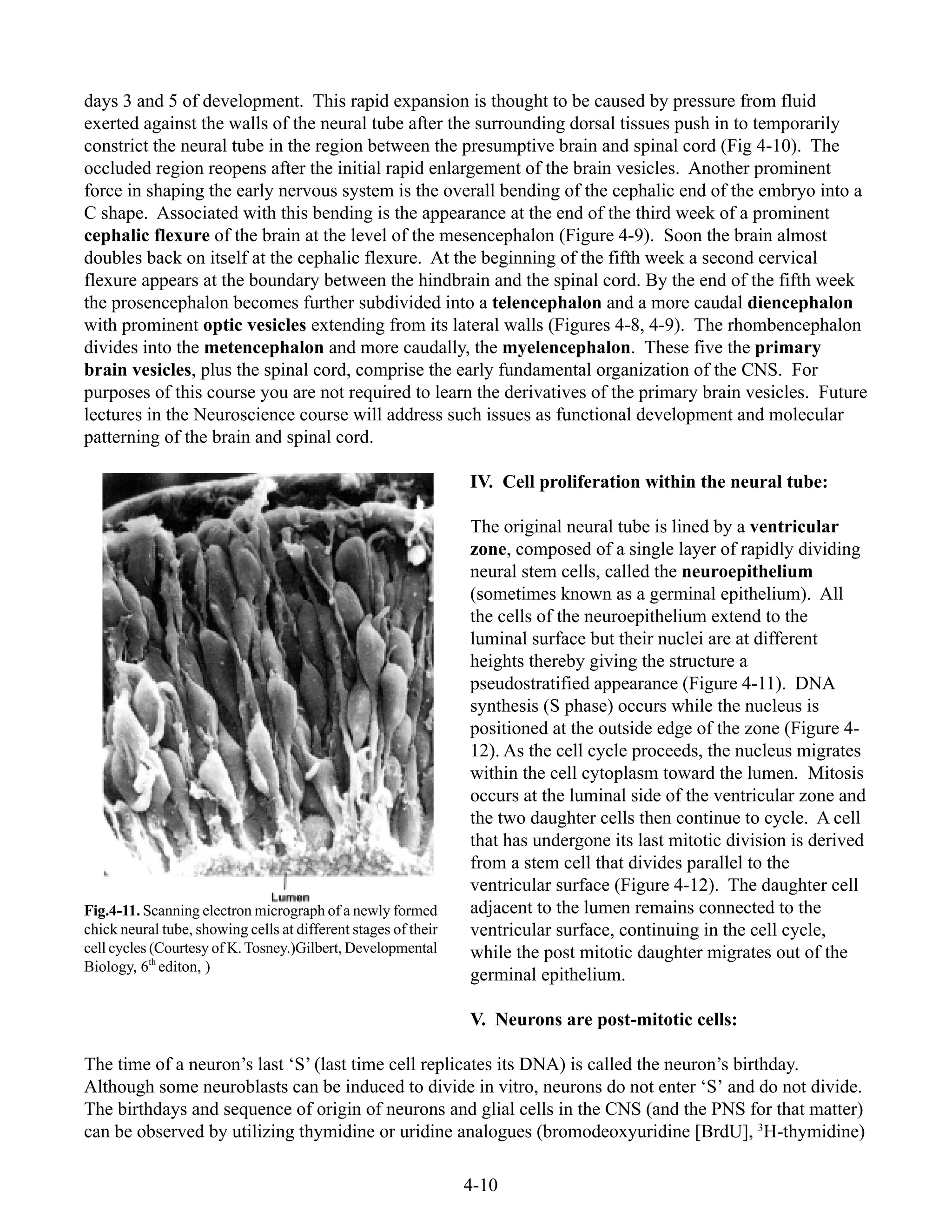 4-10
days 3 and 5 of development. This rapid expansion is thought to be caused by pressure from fluid
exerted against the walls of the neural tube after the surrounding dorsal tissues push in to temporarily
constrict the neural tube in the region between the presumptive brain and spinal cord (Fig 4-10). The
occluded region reopens after the initial rapid enlargement of the brain vesicles. Another prominent
force in shaping the early nervous system is the overall bending of the cephalic end of the embryo into a
C shape. Associated with this bending is the appearance at the end of the third week of a prominent
cephalic flexure of the brain at the level of the mesencephalon (Figure 4-9). Soon the brain almost
doubles back on itself at the cephalic flexure. At the beginning of the fifth week a second cervical
flexure appears at the boundary between the hindbrain and the spinal cord. By the end of the fifth week
the prosencephalon becomes further subdivided into a telencephalon and a more caudal diencephalon
with prominent optic vesicles extending from its lateral walls (Figures 4-8, 4-9). The rhombencephalon
divides into the metencephalon and more caudally, the myelencephalon. These five the primary
brain vesicles, plus the spinal cord, comprise the early fundamental organization of the CNS. For
purposes of this course you are not required to learn the derivatives of the primary brain vesicles. Future
lectures in the Neuroscience course will address such issues as functional development and molecular
patterning of the brain and spinal cord.
IV. Cell proliferation within the neural tube:
The original neural tube is lined by a ventricular
zone, composed of a single layer of rapidly dividing
neural stem cells, called the neuroepithelium
(sometimes known as a germinal epithelium). All
the cells of the neuroepithelium extend to the
luminal surface but their nuclei are at different
heights thereby giving the structure a
pseudostratified appearance (Figure 4-11). DNA
synthesis (S phase) occurs while the nucleus is
positioned at the outside edge of the zone (Figure 4-
12). As the cell cycle proceeds, the nucleus migrates
within the cell cytoplasm toward the lumen. Mitosis
occurs at the luminal side of the ventricular zone and
the two daughter cells then continue to cycle. A cell
that has undergone its last mitotic division is derived
from a stem cell that divides parallel to the
ventricular surface (Figure 4-12). The daughter cell
adjacent to the lumen remains connected to the
ventricular surface, continuing in the cell cycle,
while the post mitotic daughter migrates out of the
germinal epithelium.
V. Neurons are post-mitotic cells:
The time of a neuron’s last ‘S’ (last time cell replicates its DNA) is called the neuron’s birthday.
Although some neuroblasts can be induced to divide in vitro, neurons do not enter ‘S’ and do not divide.
The birthdays and sequence of origin of neurons and glial cells in the CNS (and the PNS for that matter)
can be observed by utilizing thymidine or uridine analogues (bromodeoxyuridine [BrdU], 3
H-thymidine)
Fig.4-11. Scanning electron micrograph of a newly formed
chick neural tube, showing cells at different stages of their
cell cycles (Courtesy of K.Tosney.)Gilbert, Developmental
Biology, 6th
editon, )
 