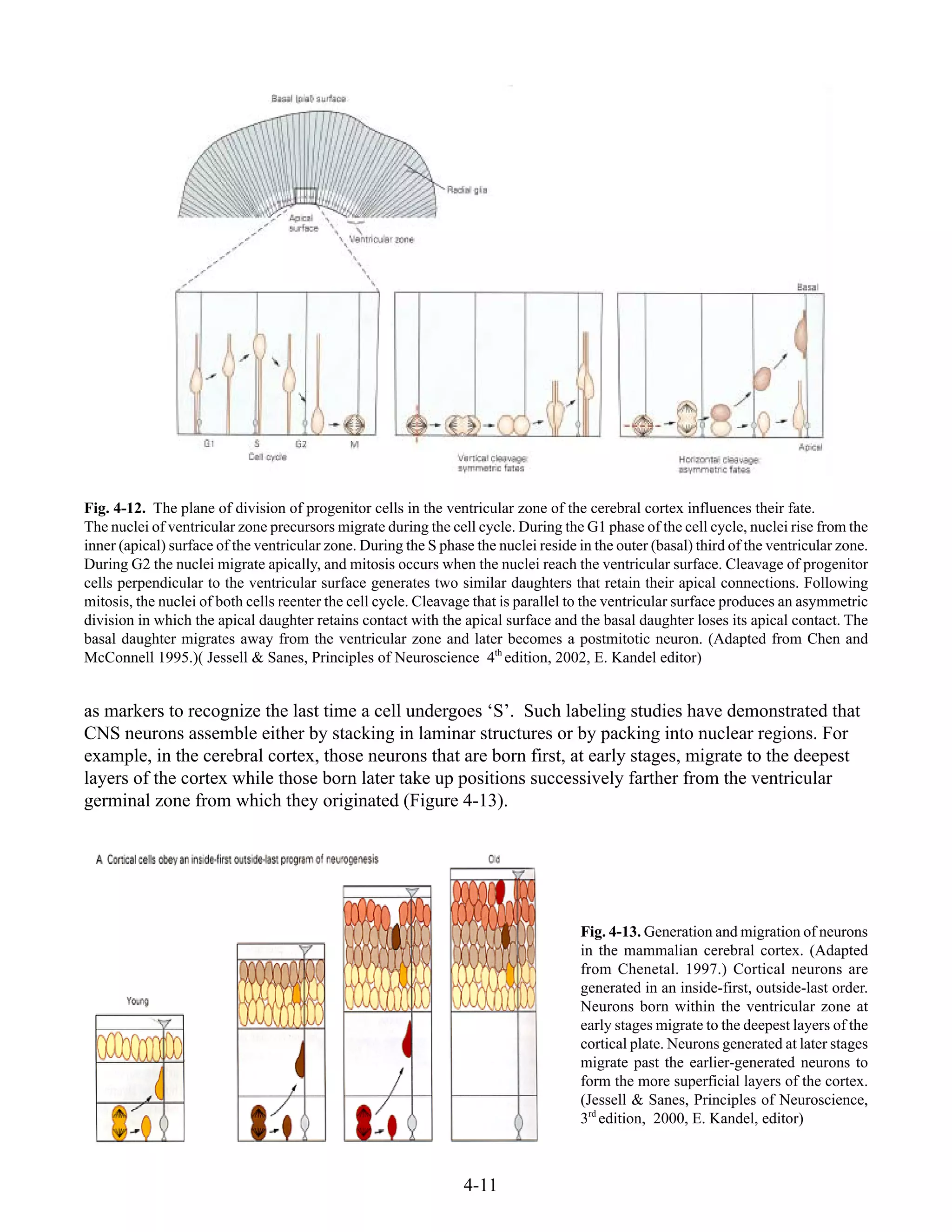 4-11
Fig. 4-12. The plane of division of progenitor cells in the ventricular zone of the cerebral cortex influences their fate.
The nuclei of ventricular zone precursors migrate during the cell cycle. During the G1 phase of the cell cycle, nuclei rise from the
inner (apical) surface of the ventricular zone. During the S phase the nuclei reside in the outer (basal) third of the ventricular zone.
During G2 the nuclei migrate apically, and mitosis occurs when the nuclei reach the ventricular surface. Cleavage of progenitor
cells perpendicular to the ventricular surface generates two similar daughters that retain their apical connections. Following
mitosis, the nuclei of both cells reenter the cell cycle. Cleavage that is parallel to the ventricular surface produces an asymmetric
division in which the apical daughter retains contact with the apical surface and the basal daughter loses its apical contact. The
basal daughter migrates away from the ventricular zone and later becomes a postmitotic neuron. (Adapted from Chen and
McConnell 1995.)( Jessell & Sanes, Principles of Neuroscience 4th
edition, 2002, E. Kandel editor)
as markers to recognize the last time a cell undergoes ‘S’. Such labeling studies have demonstrated that
CNS neurons assemble either by stacking in laminar structures or by packing into nuclear regions. For
example, in the cerebral cortex, those neurons that are born first, at early stages, migrate to the deepest
layers of the cortex while those born later take up positions successively farther from the ventricular
germinal zone from which they originated (Figure 4-13).
Fig. 4-13. Generation and migration of neurons
in the mammalian cerebral cortex. (Adapted
from Chenetal. 1997.) Cortical neurons are
generated in an inside-first, outside-last order.
Neurons born within the ventricular zone at
early stages migrate to the deepest layers of the
cortical plate. Neurons generated at later stages
migrate past the earlier-generated neurons to
form the more superficial layers of the cortex.
(Jessell & Sanes, Principles of Neuroscience,
3rd
edition, 2000, E. Kandel, editor)
 