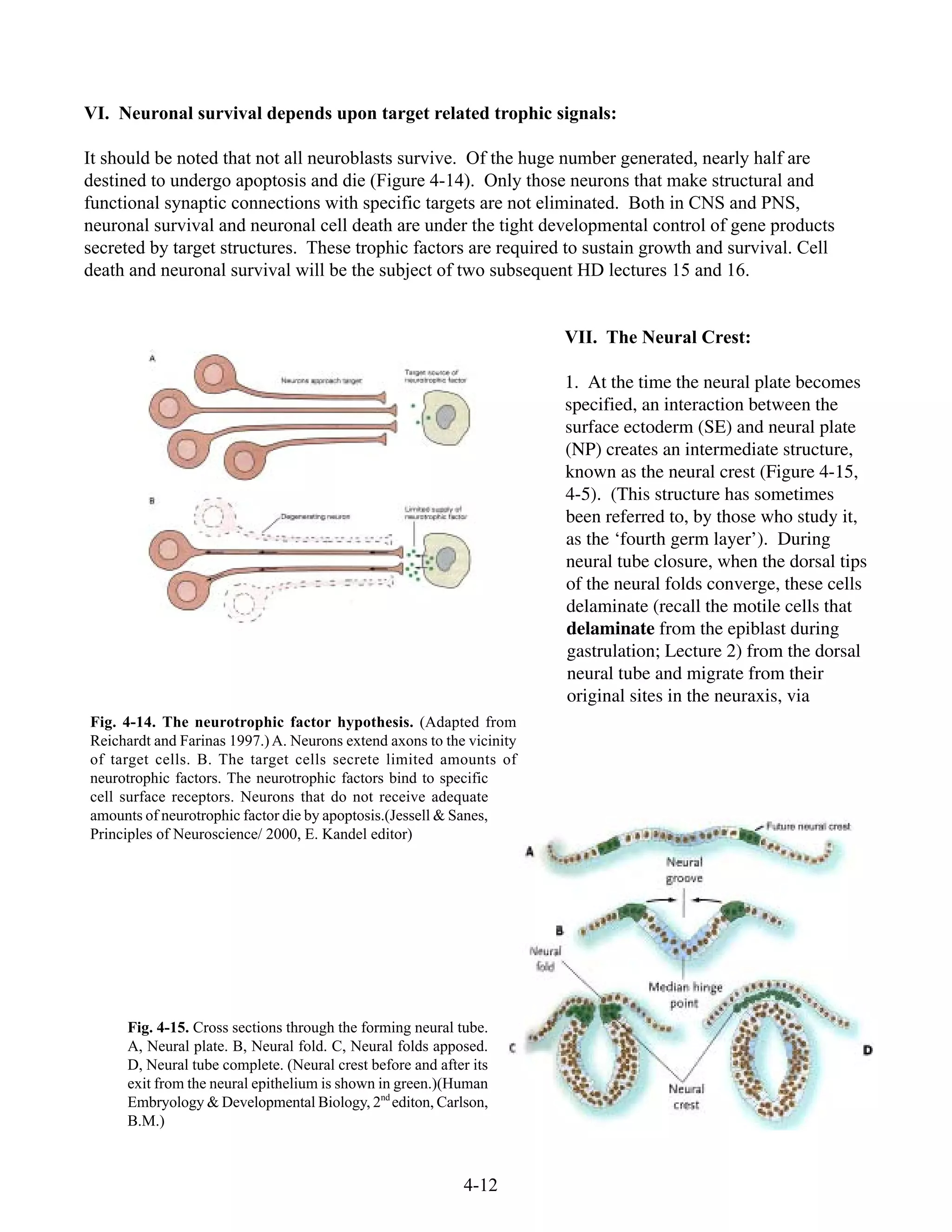 4-12
VI. Neuronal survival depends upon target related trophic signals:
It should be noted that not all neuroblasts survive. Of the huge number generated, nearly half are
destined to undergo apoptosis and die (Figure 4-14). Only those neurons that make structural and
functional synaptic connections with specific targets are not eliminated. Both in CNS and PNS,
neuronal survival and neuronal cell death are under the tight developmental control of gene products
secreted by target structures. These trophic factors are required to sustain growth and survival. Cell
death and neuronal survival will be the subject of two subsequent HD lectures 15 and 16.
VII. The Neural Crest:
1. At the time the neural plate becomes
specified, an interaction between the
surface ectoderm (SE) and neural plate
(NP) creates an intermediate structure,
known as the neural crest (Figure 4-15,
4-5). (This structure has sometimes
been referred to, by those who study it,
as the ‘fourth germ layer’). During
neural tube closure, when the dorsal tips
of the neural folds converge, these cells
delaminate (recall the motile cells that
delaminate from the epiblast during
gastrulation; Lecture 2) from the dorsal
neural tube and migrate from their
original sites in the neuraxis, via
Fig. 4-14. The neurotrophic factor hypothesis. (Adapted from
Reichardt and Farinas 1997.) A. Neurons extend axons to the vicinity
of target cells. B. The target cells secrete limited amounts of
neurotrophic factors. The neurotrophic factors bind to specific
cell surface receptors. Neurons that do not receive adequate
amounts of neurotrophic factor die by apoptosis.(Jessell & Sanes,
Principles of Neuroscience/ 2000, E. Kandel editor)
Fig. 4-15. Cross sections through the forming neural tube.
A, Neural plate. B, Neural fold. C, Neural folds apposed.
D, Neural tube complete. (Neural crest before and after its
exit from the neural epithelium is shown in green.)(Human
Embryology & Developmental Biology, 2nd
editon, Carlson,
B.M.)
 