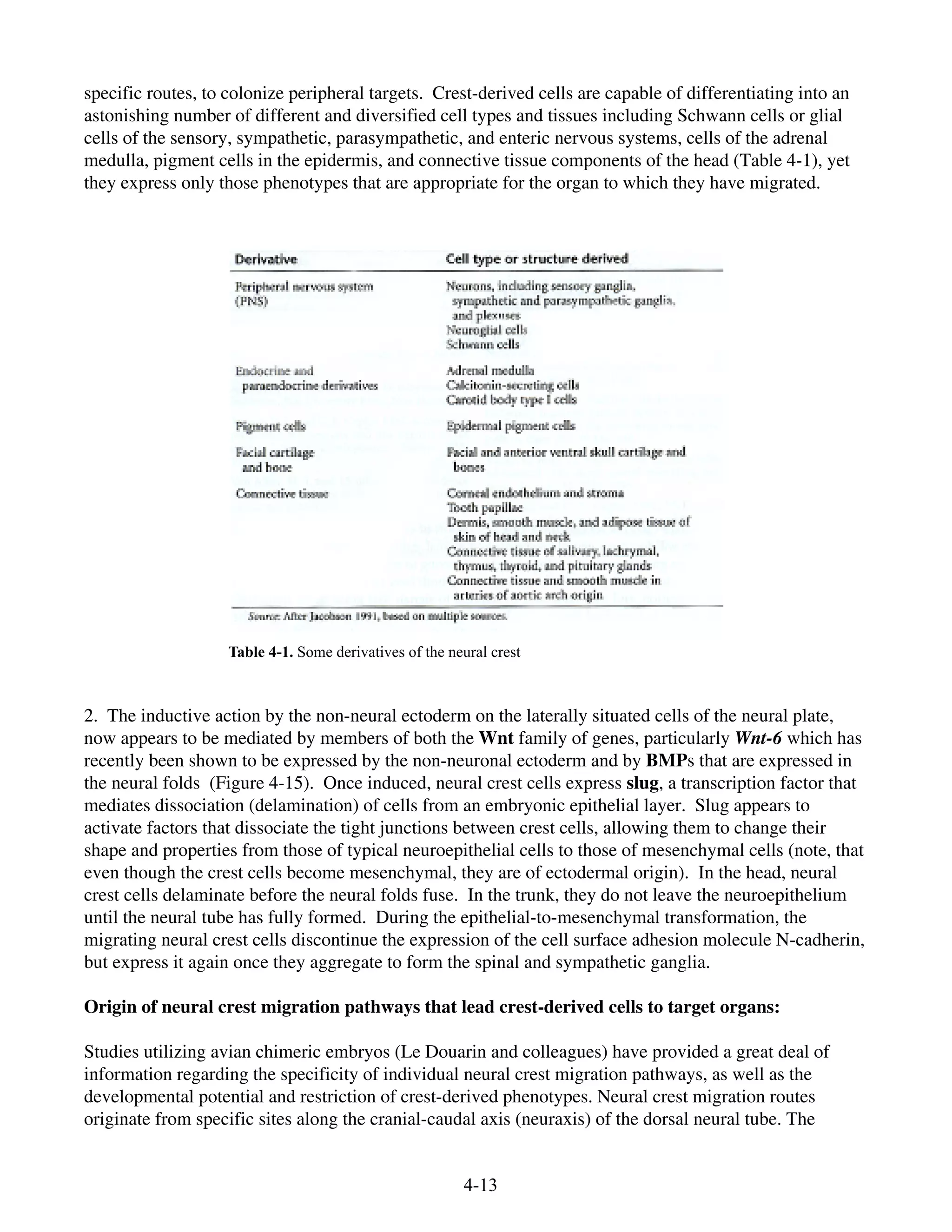 4-13
specific routes, to colonize peripheral targets. Crest-derived cells are capable of differentiating into an
astonishing number of different and diversified cell types and tissues including Schwann cells or glial
cells of the sensory, sympathetic, parasympathetic, and enteric nervous systems, cells of the adrenal
medulla, pigment cells in the epidermis, and connective tissue components of the head (Table 4-1), yet
they express only those phenotypes that are appropriate for the organ to which they have migrated.
2. The inductive action by the non-neural ectoderm on the laterally situated cells of the neural plate,
now appears to be mediated by members of both the Wnt family of genes, particularly Wnt-6 which has
recently been shown to be expressed by the non-neuronal ectoderm and by BMPs that are expressed in
the neural folds (Figure 4-15). Once induced, neural crest cells express slug, a transcription factor that
mediates dissociation (delamination) of cells from an embryonic epithelial layer. Slug appears to
activate factors that dissociate the tight junctions between crest cells, allowing them to change their
shape and properties from those of typical neuroepithelial cells to those of mesenchymal cells (note, that
even though the crest cells become mesenchymal, they are of ectodermal origin). In the head, neural
crest cells delaminate before the neural folds fuse. In the trunk, they do not leave the neuroepithelium
until the neural tube has fully formed. During the epithelial-to-mesenchymal transformation, the
migrating neural crest cells discontinue the expression of the cell surface adhesion molecule N-cadherin,
but express it again once they aggregate to form the spinal and sympathetic ganglia.
Origin of neural crest migration pathways that lead crest-derived cells to target organs:
Studies utilizing avian chimeric embryos (Le Douarin and colleagues) have provided a great deal of
information regarding the specificity of individual neural crest migration pathways, as well as the
developmental potential and restriction of crest-derived phenotypes. Neural crest migration routes
originate from specific sites along the cranial-caudal axis (neuraxis) of the dorsal neural tube. The
Table 4-1. Some derivatives of the neural crest
 