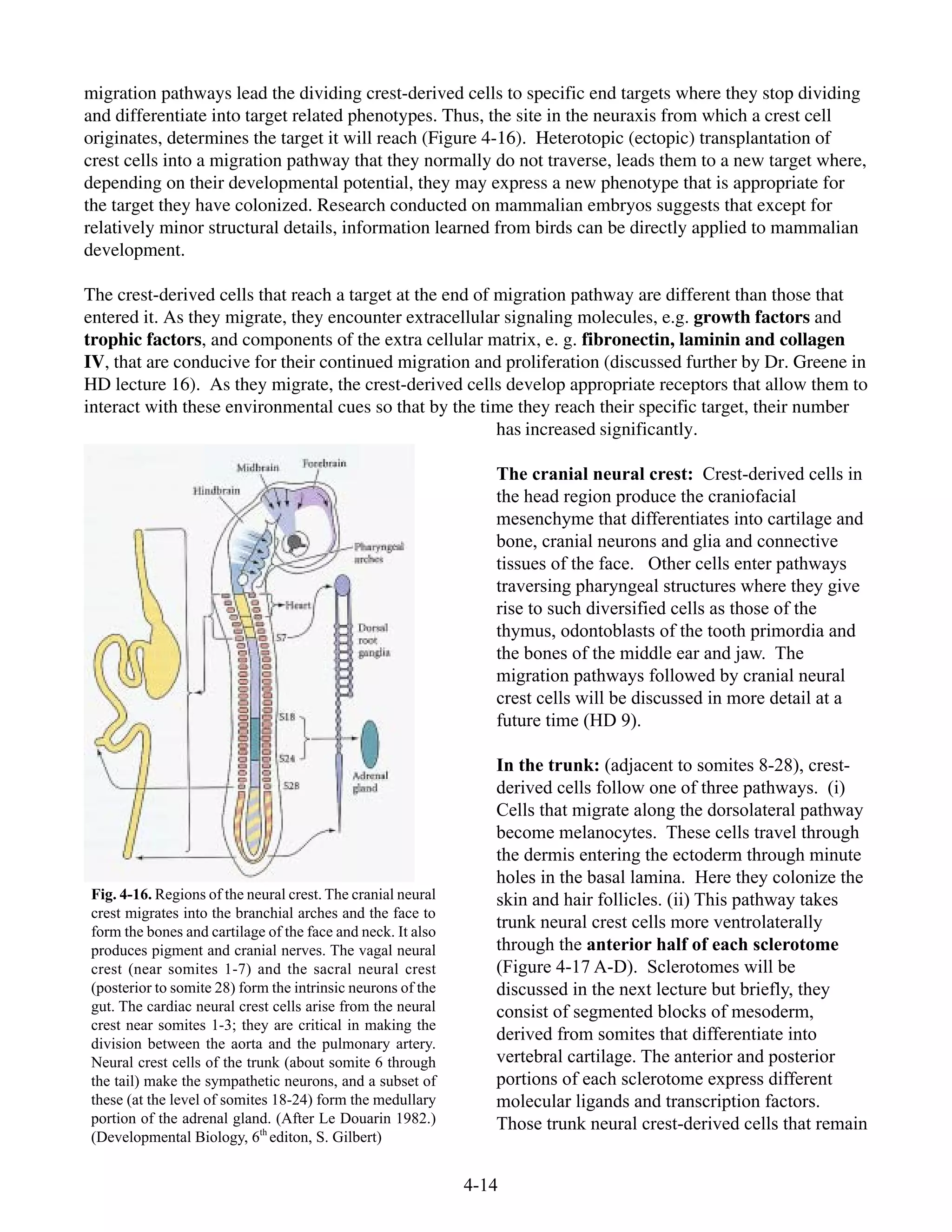 4-14
Fig. 4-16. Regions of the neural crest. The cranial neural
crest migrates into the branchial arches and the face to
form the bones and cartilage of the face and neck. It also
produces pigment and cranial nerves. The vagal neural
crest (near somites 1-7) and the sacral neural crest
(posterior to somite 28) form the intrinsic neurons of the
gut. The cardiac neural crest cells arise from the neural
crest near somites 1-3; they are critical in making the
division between the aorta and the pulmonary artery.
Neural crest cells of the trunk (about somite 6 through
the tail) make the sympathetic neurons, and a subset of
these (at the level of somites 18-24) form the medullary
portion of the adrenal gland. (After Le Douarin 1982.)
(Developmental Biology, 6th
editon, S. Gilbert)
migration pathways lead the dividing crest-derived cells to specific end targets where they stop dividing
and differentiate into target related phenotypes. Thus, the site in the neuraxis from which a crest cell
originates, determines the target it will reach (Figure 4-16). Heterotopic (ectopic) transplantation of
crest cells into a migration pathway that they normally do not traverse, leads them to a new target where,
depending on their developmental potential, they may express a new phenotype that is appropriate for
the target they have colonized. Research conducted on mammalian embryos suggests that except for
relatively minor structural details, information learned from birds can be directly applied to mammalian
development.
The crest-derived cells that reach a target at the end of migration pathway are different than those that
entered it. As they migrate, they encounter extracellular signaling molecules, e.g. growth factors and
trophic factors, and components of the extra cellular matrix, e. g. fibronectin, laminin and collagen
IV, that are conducive for their continued migration and proliferation (discussed further by Dr. Greene in
HD lecture 16). As they migrate, the crest-derived cells develop appropriate receptors that allow them to
interact with these environmental cues so that by the time they reach their specific target, their number
has increased significantly.
The cranial neural crest: Crest-derived cells in
the head region produce the craniofacial
mesenchyme that differentiates into cartilage and
bone, cranial neurons and glia and connective
tissues of the face. Other cells enter pathways
traversing pharyngeal structures where they give
rise to such diversified cells as those of the
thymus, odontoblasts of the tooth primordia and
the bones of the middle ear and jaw. The
migration pathways followed by cranial neural
crest cells will be discussed in more detail at a
future time (HD 9).
In the trunk: (adjacent to somites 8-28), crest-
derived cells follow one of three pathways. (i)
Cells that migrate along the dorsolateral pathway
become melanocytes. These cells travel through
the dermis entering the ectoderm through minute
holes in the basal lamina. Here they colonize the
skin and hair follicles. (ii) This pathway takes
trunk neural crest cells more ventrolaterally
through the anterior half of each sclerotome
(Figure 4-17 A-D). Sclerotomes will be
discussed in the next lecture but briefly, they
consist of segmented blocks of mesoderm,
derived from somites that differentiate into
vertebral cartilage. The anterior and posterior
portions of each sclerotome express different
molecular ligands and transcription factors.
Those trunk neural crest-derived cells that remain
 