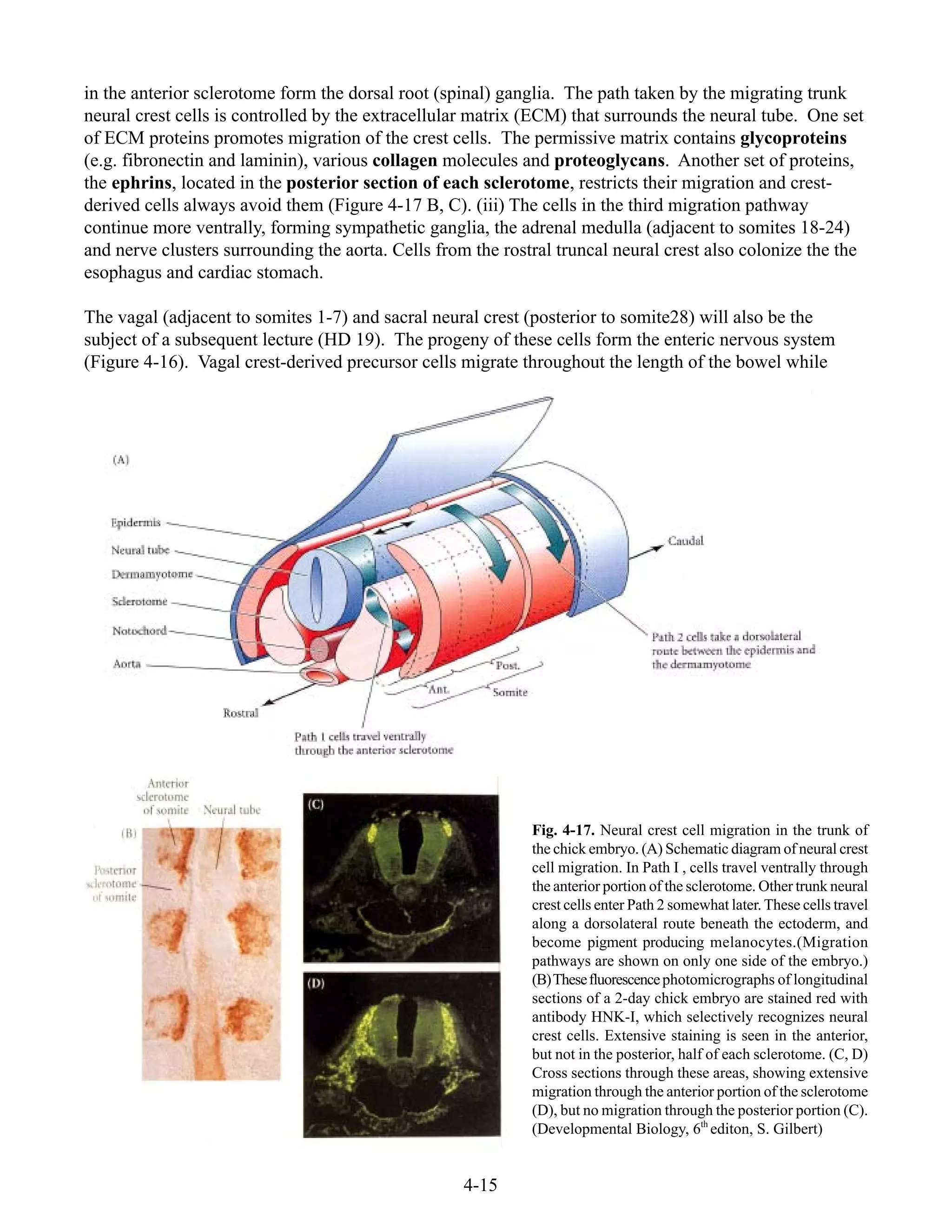 4-15
Fig. 4-17. Neural crest cell migration in the trunk of
the chick embryo. (A) Schematic diagram of neural crest
cell migration. In Path I , cells travel ventrally through
the anterior portion of the sclerotome. Other trunk neural
crest cells enter Path 2 somewhat later. These cells travel
along a dorsolateral route beneath the ectoderm, and
become pigment producing melanocytes.(Migration
pathways are shown on only one side of the embryo.)
(B)Thesefluorescencephotomicrographs of longitudinal
sections of a 2-day chick embryo are stained red with
antibody HNK-I, which selectively recognizes neural
crest cells. Extensive staining is seen in the anterior,
but not in the posterior, half of each sclerotome. (C, D)
Cross sections through these areas, showing extensive
migration through the anterior portion of the sclerotome
(D), but no migration through the posterior portion (C).
(Developmental Biology, 6th
editon, S. Gilbert)
in the anterior sclerotome form the dorsal root (spinal) ganglia. The path taken by the migrating trunk
neural crest cells is controlled by the extracellular matrix (ECM) that surrounds the neural tube. One set
of ECM proteins promotes migration of the crest cells. The permissive matrix contains glycoproteins
(e.g. fibronectin and laminin), various collagen molecules and proteoglycans. Another set of proteins,
the ephrins, located in the posterior section of each sclerotome, restricts their migration and crest-
derived cells always avoid them (Figure 4-17 B, C). (iii) The cells in the third migration pathway
continue more ventrally, forming sympathetic ganglia, the adrenal medulla (adjacent to somites 18-24)
and nerve clusters surrounding the aorta. Cells from the rostral truncal neural crest also colonize the the
esophagus and cardiac stomach.
The vagal (adjacent to somites 1-7) and sacral neural crest (posterior to somite28) will also be the
subject of a subsequent lecture (HD 19). The progeny of these cells form the enteric nervous system
(Figure 4-16). Vagal crest-derived precursor cells migrate throughout the length of the bowel while
 