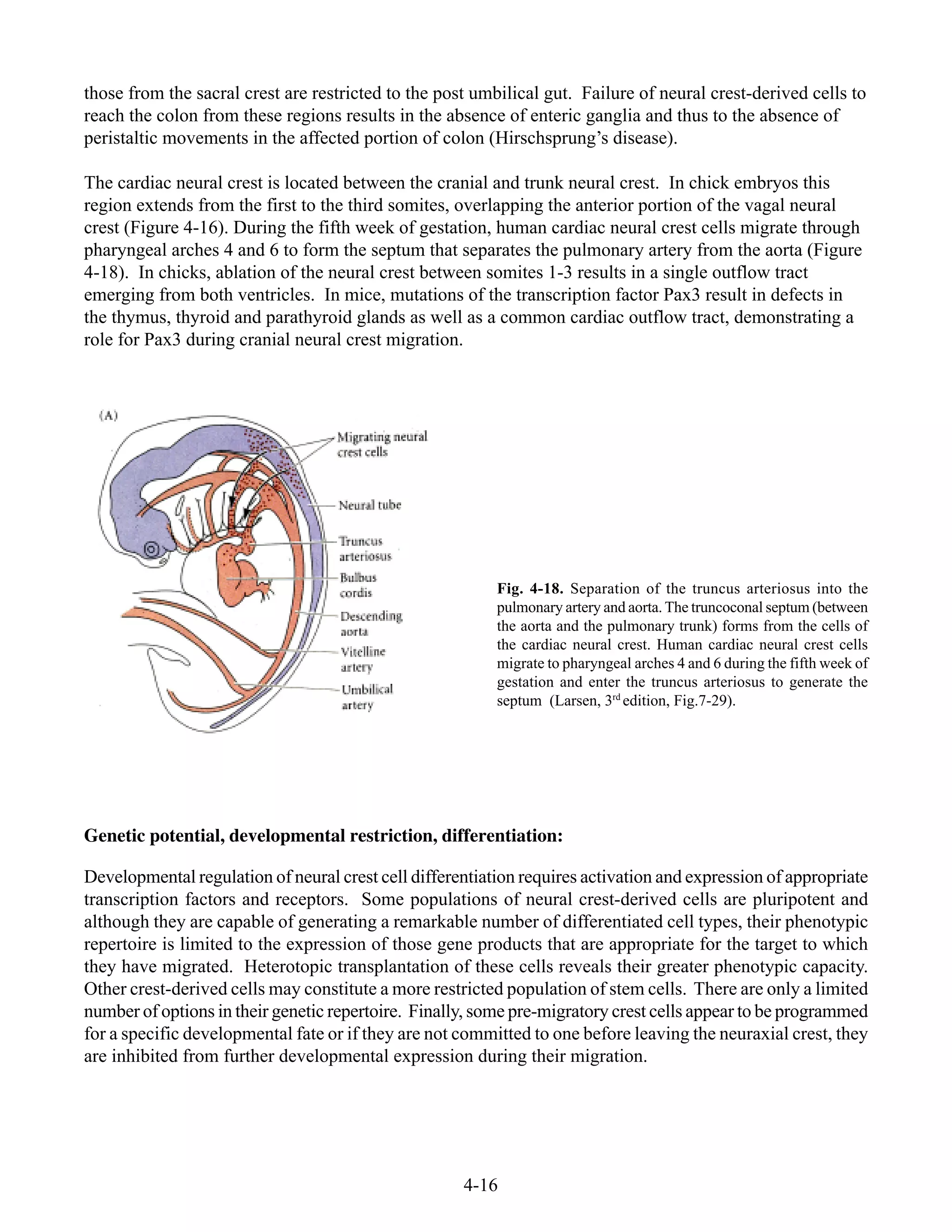4-16
Fig. 4-18. Separation of the truncus arteriosus into the
pulmonary artery and aorta. The truncoconal septum (between
the aorta and the pulmonary trunk) forms from the cells of
the cardiac neural crest. Human cardiac neural crest cells
migrate to pharyngeal arches 4 and 6 during the fifth week of
gestation and enter the truncus arteriosus to generate the
septum (Larsen, 3rd
edition, Fig.7-29).
those from the sacral crest are restricted to the post umbilical gut. Failure of neural crest-derived cells to
reach the colon from these regions results in the absence of enteric ganglia and thus to the absence of
peristaltic movements in the affected portion of colon (Hirschsprung’s disease).
The cardiac neural crest is located between the cranial and trunk neural crest. In chick embryos this
region extends from the first to the third somites, overlapping the anterior portion of the vagal neural
crest (Figure 4-16). During the fifth week of gestation, human cardiac neural crest cells migrate through
pharyngeal arches 4 and 6 to form the septum that separates the pulmonary artery from the aorta (Figure
4-18). In chicks, ablation of the neural crest between somites 1-3 results in a single outflow tract
emerging from both ventricles. In mice, mutations of the transcription factor Pax3 result in defects in
the thymus, thyroid and parathyroid glands as well as a common cardiac outflow tract, demonstrating a
role for Pax3 during cranial neural crest migration.
Genetic potential, developmental restriction, differentiation:
Developmental regulation of neural crest cell differentiation requires activation and expression of appropriate
transcription factors and receptors. Some populations of neural crest-derived cells are pluripotent and
although they are capable of generating a remarkable number of differentiated cell types, their phenotypic
repertoire is limited to the expression of those gene products that are appropriate for the target to which
they have migrated. Heterotopic transplantation of these cells reveals their greater phenotypic capacity.
Other crest-derived cells may constitute a more restricted population of stem cells. There are only a limited
number of options in their genetic repertoire. Finally, some pre-migratory crest cells appear to be programmed
for a specific developmental fate or if they are not committed to one before leaving the neuraxial crest, they
are inhibited from further developmental expression during their migration.
 