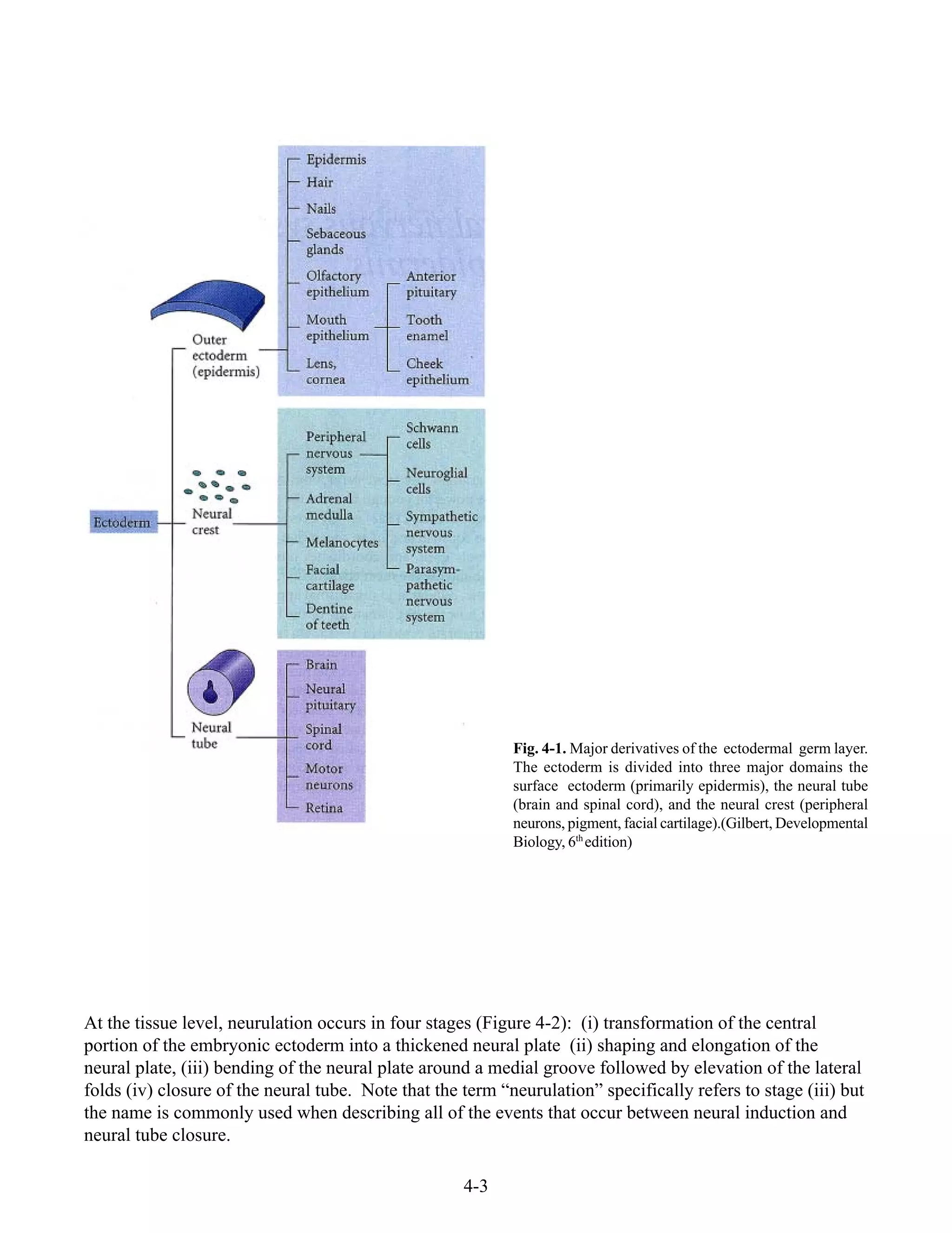 4-3
At the tissue level, neurulation occurs in four stages (Figure 4-2): (i) transformation of the central
portion of the embryonic ectoderm into a thickened neural plate (ii) shaping and elongation of the
neural plate, (iii) bending of the neural plate around a medial groove followed by elevation of the lateral
folds (iv) closure of the neural tube. Note that the term “neurulation” specifically refers to stage (iii) but
the name is commonly used when describing all of the events that occur between neural induction and
neural tube closure.
Fig. 4-1. Major derivatives of the ectodermal germ layer.
The ectoderm is divided into three major domains the
surface ectoderm (primarily epidermis), the neural tube
(brain and spinal cord), and the neural crest (peripheral
neurons, pigment, facial cartilage).(Gilbert, Developmental
Biology, 6th
edition)
 