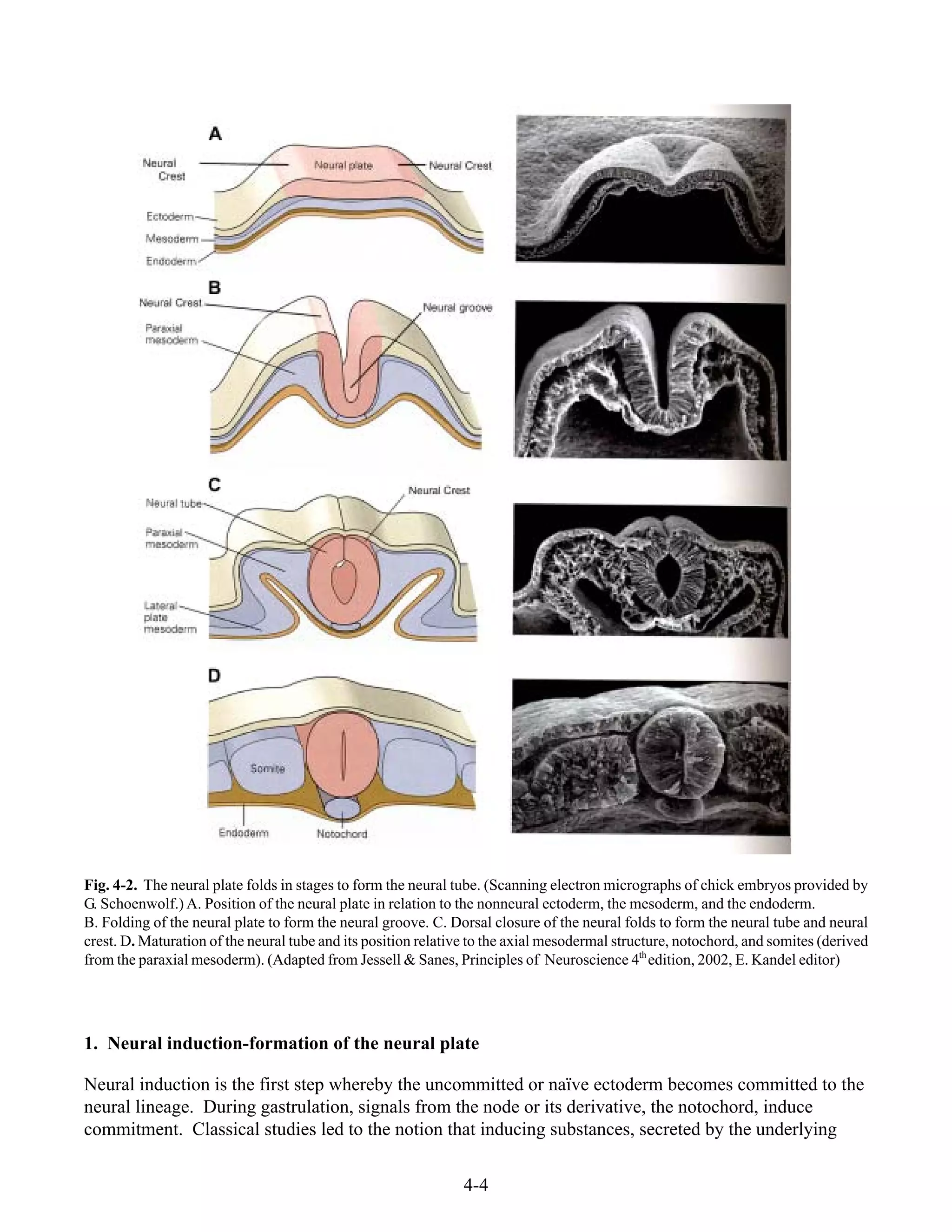 4-4
Fig. 4-2. The neural plate folds in stages to form the neural tube. (Scanning electron micrographs of chick embryos provided by
G. Schoenwolf.) A. Position of the neural plate in relation to the nonneural ectoderm, the mesoderm, and the endoderm.
B. Folding of the neural plate to form the neural groove. C. Dorsal closure of the neural folds to form the neural tube and neural
crest. D. Maturation of the neural tube and its position relative to the axial mesodermal structure, notochord, and somites (derived
from the paraxial mesoderm). (Adapted from Jessell & Sanes, Principles of Neuroscience 4th
edition, 2002, E. Kandel editor)
1. Neural induction-formation of the neural plate
Neural induction is the first step whereby the uncommitted or naïve ectoderm becomes committed to the
neural lineage. During gastrulation, signals from the node or its derivative, the notochord, induce
commitment. Classical studies led to the notion that inducing substances, secreted by the underlying
 