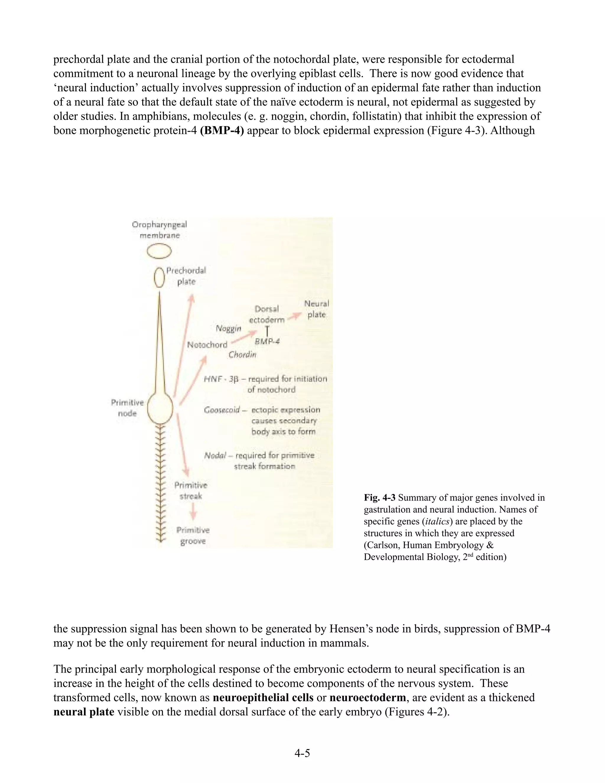 4-5
prechordal plate and the cranial portion of the notochordal plate, were responsible for ectodermal
commitment to a neuronal lineage by the overlying epiblast cells. There is now good evidence that
‘neural induction’ actually involves suppression of induction of an epidermal fate rather than induction
of a neural fate so that the default state of the naïve ectoderm is neural, not epidermal as suggested by
older studies. In amphibians, molecules (e. g. noggin, chordin, follistatin) that inhibit the expression of
bone morphogenetic protein-4 (BMP-4) appear to block epidermal expression (Figure 4-3). Although
Fig. 4-3 Summary of major genes involved in
gastrulation and neural induction. Names of
specific genes (italics) are placed by the
structures in which they are expressed
(Carlson, Human Embryology &
Developmental Biology, 2nd
edition)
the suppression signal has been shown to be generated by Hensen’s node in birds, suppression of BMP-4
may not be the only requirement for neural induction in mammals.
The principal early morphological response of the embryonic ectoderm to neural specification is an
increase in the height of the cells destined to become components of the nervous system. These
transformed cells, now known as neuroepithelial cells or neuroectoderm, are evident as a thickened
neural plate visible on the medial dorsal surface of the early embryo (Figures 4-2).
 