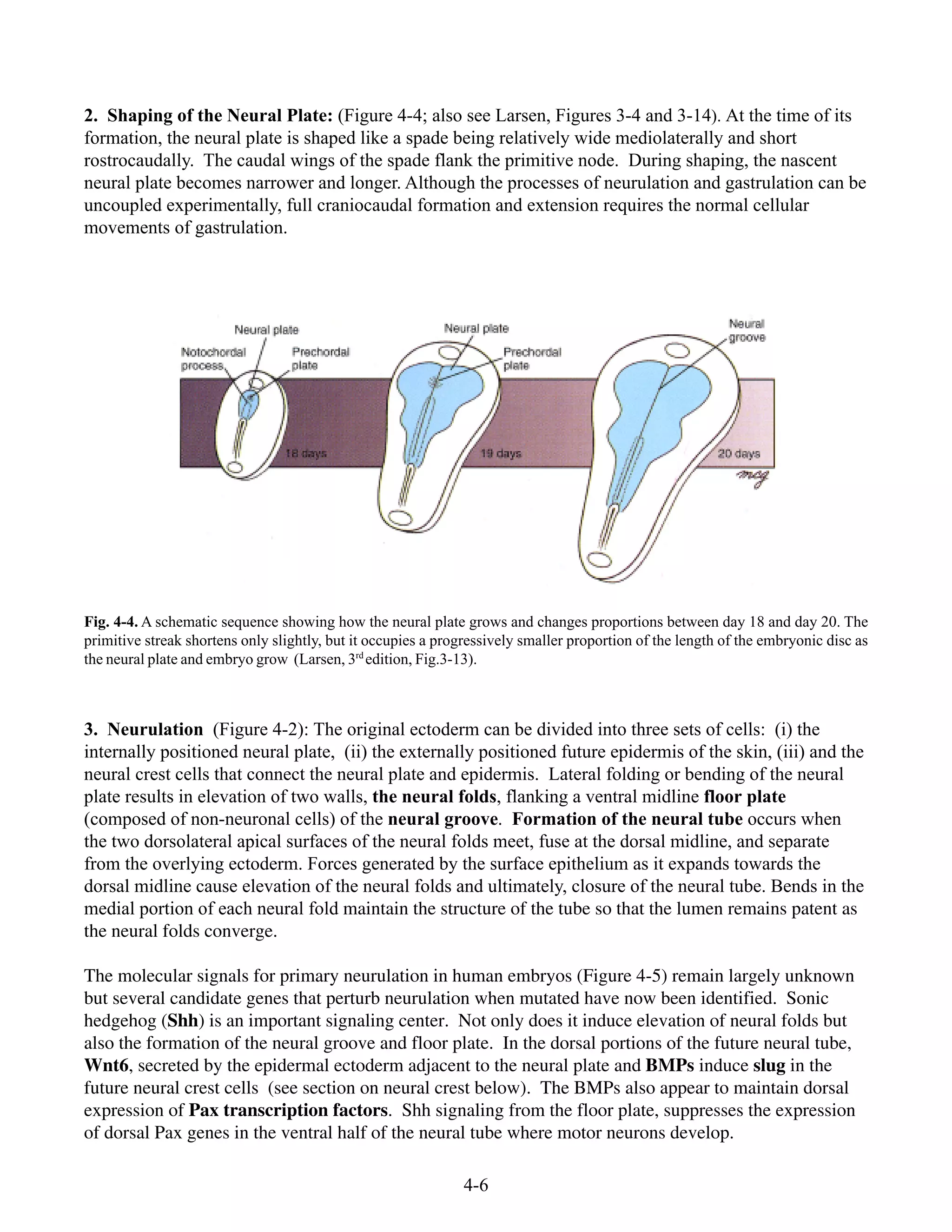 4-6
Fig. 4-4. A schematic sequence showing how the neural plate grows and changes proportions between day 18 and day 20. The
primitive streak shortens only slightly, but it occupies a progressively smaller proportion of the length of the embryonic disc as
the neural plate and embryo grow (Larsen, 3rd
edition, Fig.3-13).
2. Shaping of the Neural Plate: (Figure 4-4; also see Larsen, Figures 3-4 and 3-14). At the time of its
formation, the neural plate is shaped like a spade being relatively wide mediolaterally and short
rostrocaudally. The caudal wings of the spade flank the primitive node. During shaping, the nascent
neural plate becomes narrower and longer. Although the processes of neurulation and gastrulation can be
uncoupled experimentally, full craniocaudal formation and extension requires the normal cellular
movements of gastrulation.
3. Neurulation (Figure 4-2): The original ectoderm can be divided into three sets of cells: (i) the
internally positioned neural plate, (ii) the externally positioned future epidermis of the skin, (iii) and the
neural crest cells that connect the neural plate and epidermis. Lateral folding or bending of the neural
plate results in elevation of two walls, the neural folds, flanking a ventral midline floor plate
(composed of non-neuronal cells) of the neural groove. Formation of the neural tube occurs when
the two dorsolateral apical surfaces of the neural folds meet, fuse at the dorsal midline, and separate
from the overlying ectoderm. Forces generated by the surface epithelium as it expands towards the
dorsal midline cause elevation of the neural folds and ultimately, closure of the neural tube. Bends in the
medial portion of each neural fold maintain the structure of the tube so that the lumen remains patent as
the neural folds converge.
The molecular signals for primary neurulation in human embryos (Figure 4-5) remain largely unknown
but several candidate genes that perturb neurulation when mutated have now been identified. Sonic
hedgehog (Shh) is an important signaling center. Not only does it induce elevation of neural folds but
also the formation of the neural groove and floor plate. In the dorsal portions of the future neural tube,
Wnt6, secreted by the epidermal ectoderm adjacent to the neural plate and BMPs induce slug in the
future neural crest cells (see section on neural crest below). The BMPs also appear to maintain dorsal
expression of Pax transcription factors. Shh signaling from the floor plate, suppresses the expression
of dorsal Pax genes in the ventral half of the neural tube where motor neurons develop.
 