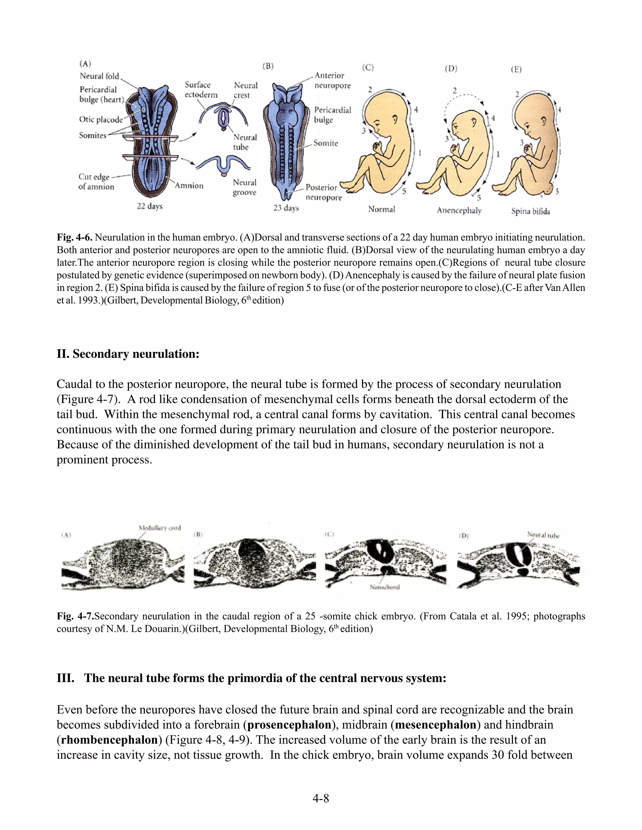 4-8
Fig. 4-6. Neurulation in the human embryo. (A)Dorsal and transverse sections of a 22 day human embryo initiating neurulation.
Both anterior and posterior neuropores are open to the amniotic fluid. (B)Dorsal view of the neurulating human embryo a day
later.The anterior neuropore region is closing while the posterior neuropore remains open.(C)Regions of neural tube closure
postulated by genetic evidence (superimposed on newborn body). (D)Anencephaly is caused by the failure of neural plate fusion
in region 2. (E) Spina bifida is caused by the failure of region 5 to fuse (or of the posterior neuropore to close).(C-E afterVanAllen
et al. 1993.)(Gilbert, Developmental Biology, 6th
edition)
II. Secondary neurulation:
Caudal to the posterior neuropore, the neural tube is formed by the process of secondary neurulation
(Figure 4-7). A rod like condensation of mesenchymal cells forms beneath the dorsal ectoderm of the
tail bud. Within the mesenchymal rod, a central canal forms by cavitation. This central canal becomes
continuous with the one formed during primary neurulation and closure of the posterior neuropore.
Because of the diminished development of the tail bud in humans, secondary neurulation is not a
prominent process.
Fig. 4-7.Secondary neurulation in the caudal region of a 25 -somite chick embryo. (From Catala et al. 1995; photographs
courtesy of N.M. Le Douarin.)(Gilbert, Developmental Biology, 6th
edition)
III. The neural tube forms the primordia of the central nervous system:
Even before the neuropores have closed the future brain and spinal cord are recognizable and the brain
becomes subdivided into a forebrain (prosencephalon), midbrain (mesencephalon) and hindbrain
(rhombencephalon) (Figure 4-8, 4-9). The increased volume of the early brain is the result of an
increase in cavity size, not tissue growth. In the chick embryo, brain volume expands 30 fold between
 