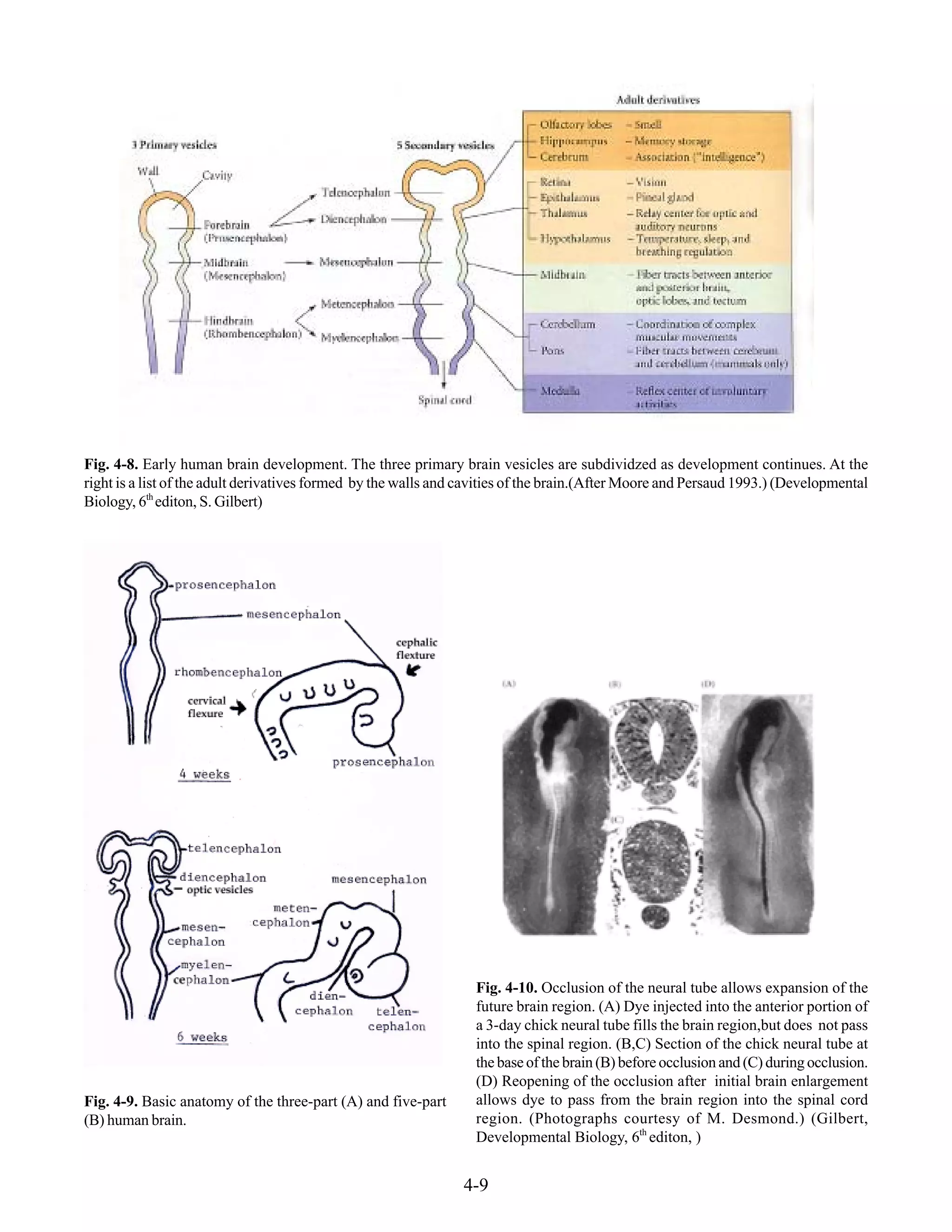 4-9
Fig. 4-8. Early human brain development. The three primary brain vesicles are subdividzed as development continues. At the
right is a list of the adult derivatives formed by the walls and cavities of the brain.(After Moore and Persaud 1993.) (Developmental
Biology, 6th
editon, S. Gilbert)
Fig. 4-10. Occlusion of the neural tube allows expansion of the
future brain region. (A) Dye injected into the anterior portion of
a 3-day chick neural tube fills the brain region,but does not pass
into the spinal region. (B,C) Section of the chick neural tube at
the base of the brain (B) before occlusion and (C) during occlusion.
(D) Reopening of the occlusion after initial brain enlargement
allows dye to pass from the brain region into the spinal cord
region. (Photographs courtesy of M. Desmond.) (Gilbert,
Developmental Biology, 6th
editon, )
Fig. 4-9. Basic anatomy of the three-part (A) and five-part
(B) human brain.
 