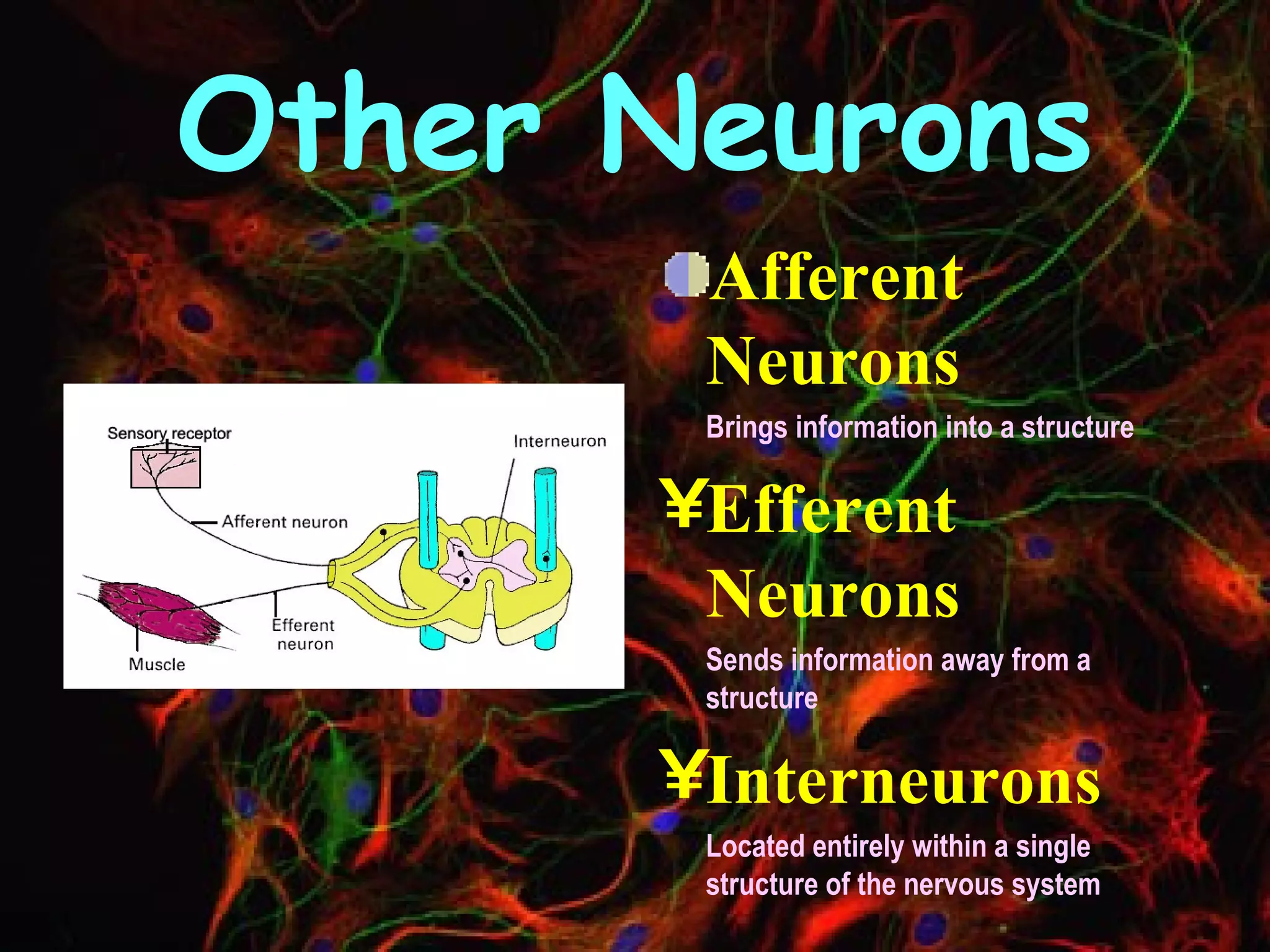 Other Neurons Afferent Neurons Brings information into a structure Efferent Neurons Sends information away from a structure Interneurons Located entirely within a single structure of the nervous system 