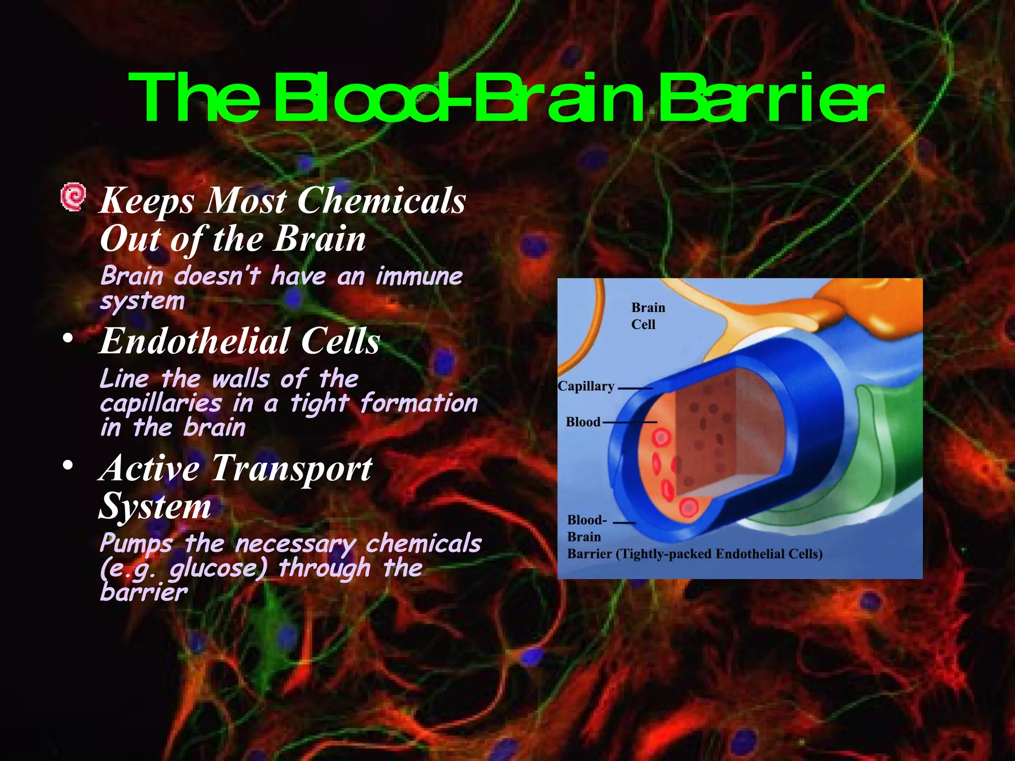 The Blood-Brain Barrier Keeps Most Chemicals Out of the Brain Brain doesn’t have an immune system Endothelial Cells Line the walls of the capillaries in a tight formation in the brain Active Transport System Pumps the necessary chemicals (e.g. glucose) through the barrier 