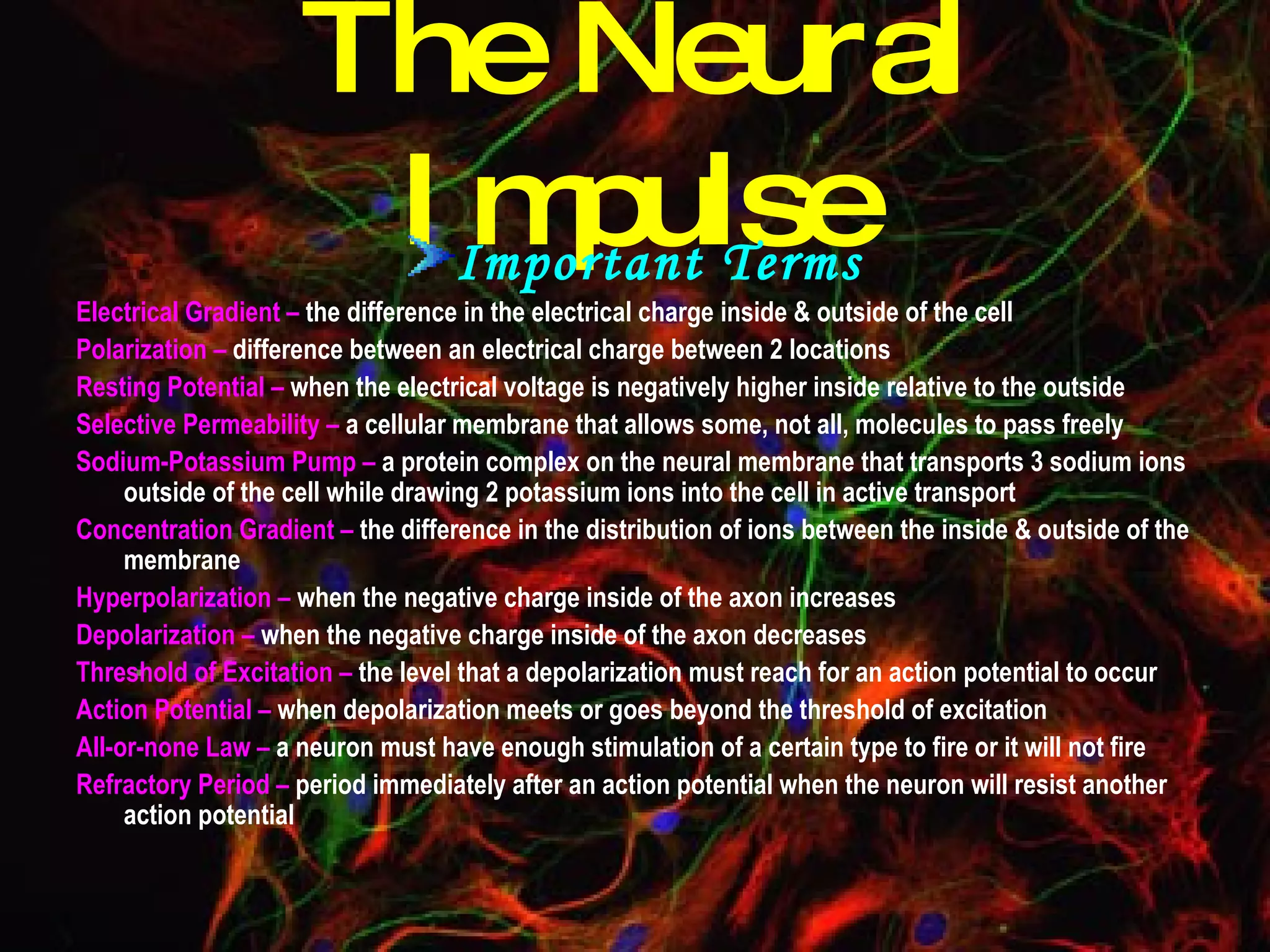The Neural Impulse Important Terms Electrical Gradient –  the difference in the electrical charge inside & outside of the cell Polarization –  difference between an electrical charge between 2 locations Resting Potential –  when the electrical voltage is negatively higher inside relative to the outside Selective Permeability –  a cellular membrane that allows some, not all, molecules to pass freely Sodium-Potassium Pump –  a protein complex on the neural membrane that transports 3 sodium ions outside of the cell while drawing 2 potassium ions into the cell in active transport Concentration Gradient –  the difference in the distribution of ions between the inside & outside of the membrane Hyperpolarization –  when the negative charge inside of the axon increases Depolarization –  when the negative charge inside of the axon decreases Threshold of Excitation –  the level that a depolarization must reach for an action potential to occur Action Potential –  when depolarization meets or goes beyond the threshold of excitation All-or-none Law –  a neuron must have enough stimulation of a certain type to fire or it will not fire Refractory Period –  period immediately after an action potential when the neuron will resist another action potential 