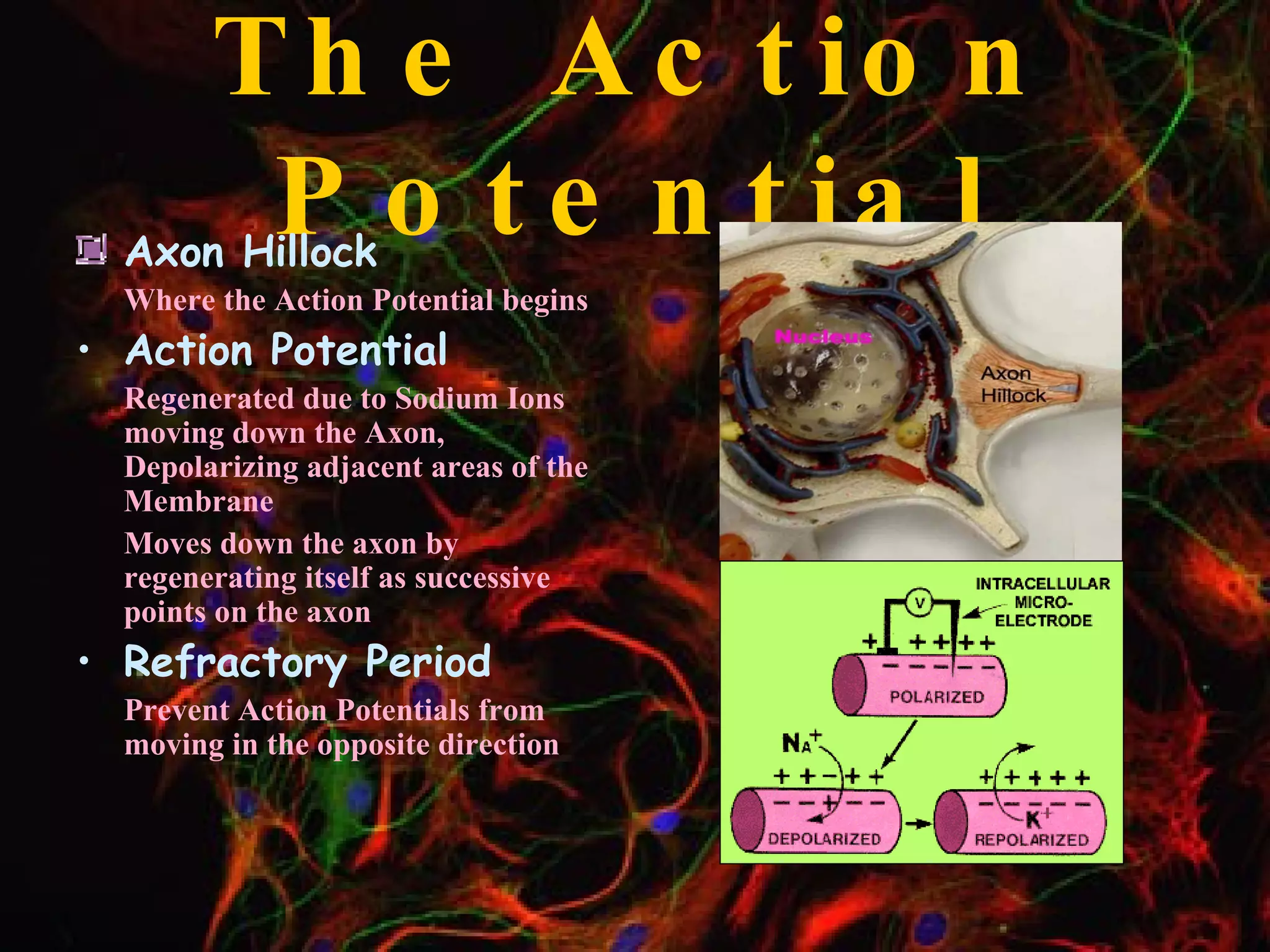The Action Potential Axon Hillock Where the Action Potential begins Action Potential Regenerated due to Sodium Ions moving down the Axon, Depolarizing adjacent areas of the Membrane Moves down the axon by regenerating itself as successive points on the axon Refractory Period Prevent Action Potentials from moving in the opposite direction 