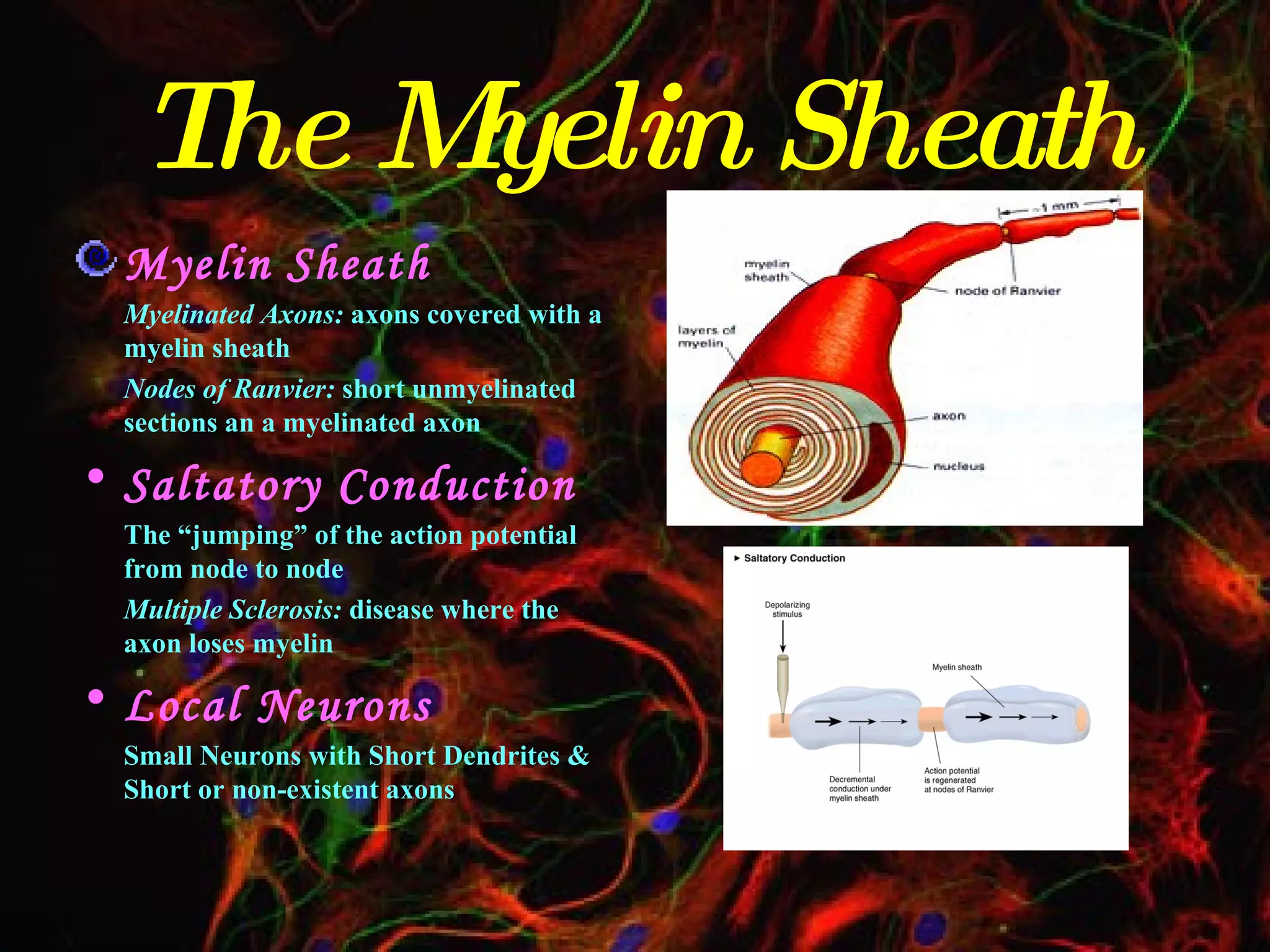 The Myelin Sheath Myelin Sheath Myelinated Axons:  axons covered with a myelin sheath Nodes of Ranvier:  short unmyelinated sections an a myelinated axon Saltatory Conduction The “jumping” of the action potential from node to node Multiple Sclerosis:  disease where the axon loses myelin Local Neurons Small Neurons with Short Dendrites & Short or non-existent axons 