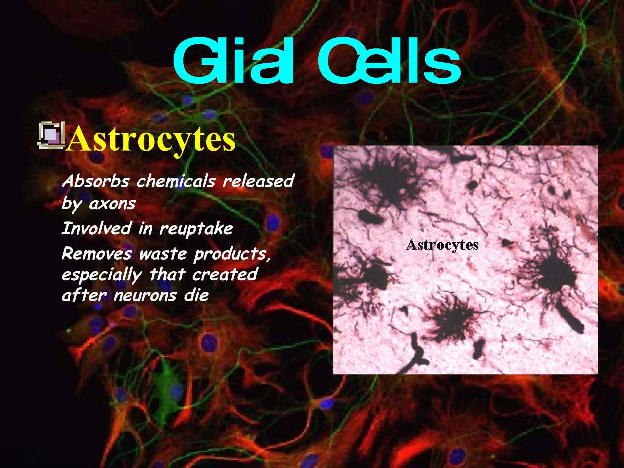 Glial Cells Astrocytes Absorbs chemicals released by axons Involved in reuptake Removes waste products, especially that created after neurons die 