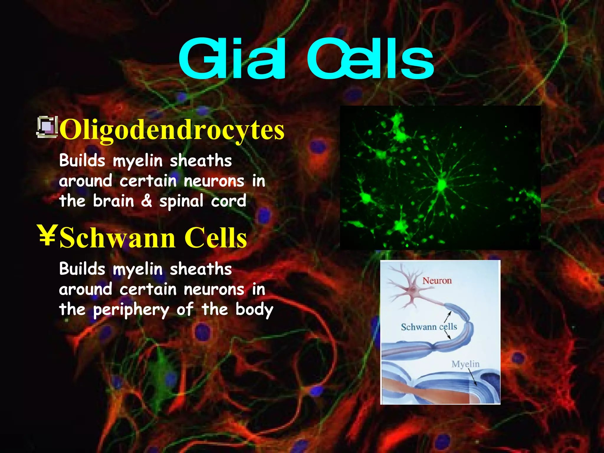 Glial Cells Oligodendrocytes Builds myelin sheaths around certain neurons in the brain & spinal cord Schwann Cells Builds myelin sheaths around certain neurons in the periphery of the body 