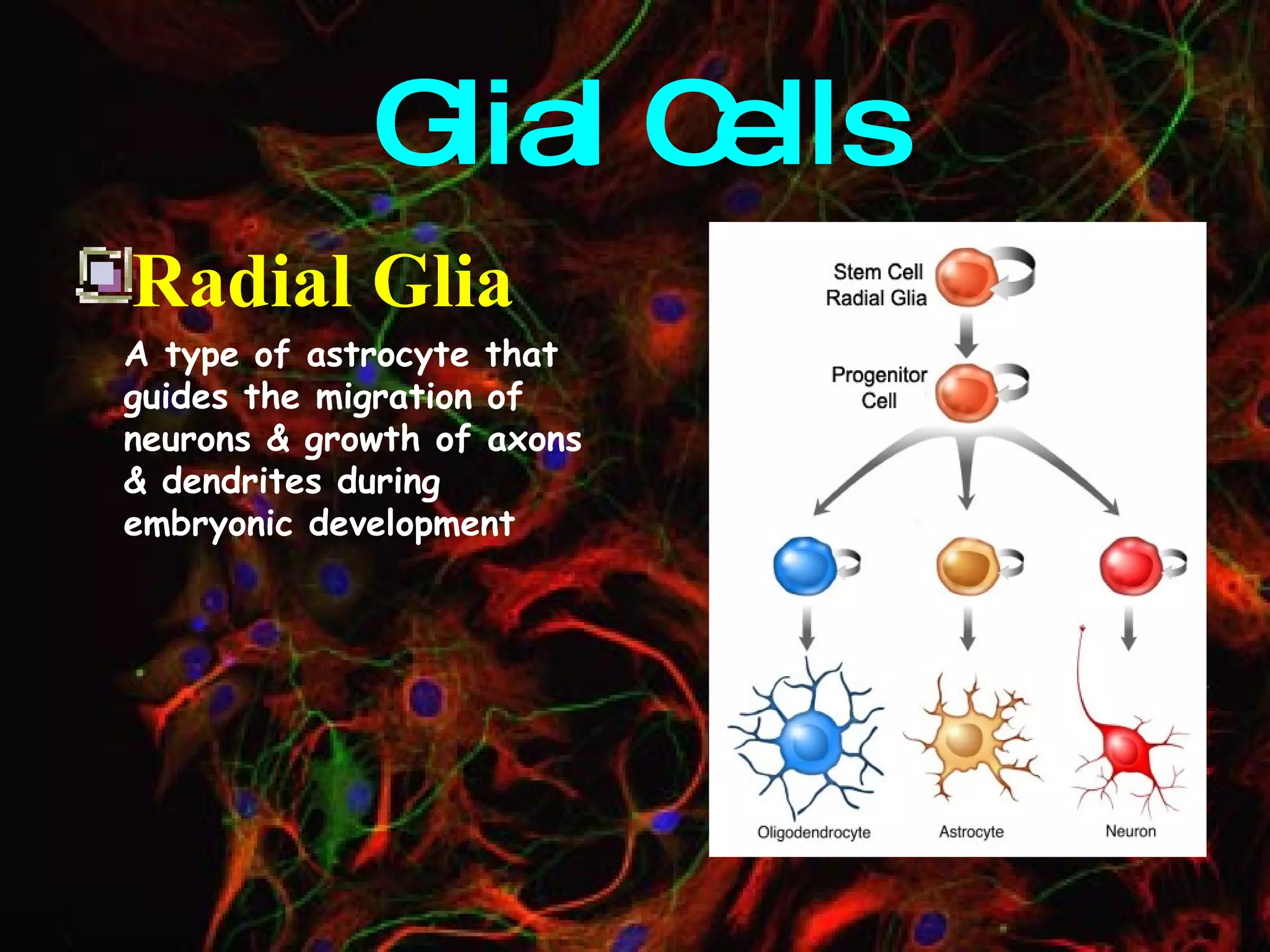 Glial Cells Radial Glia A type of astrocyte that guides the migration of neurons & growth of axons & dendrites during embryonic development 