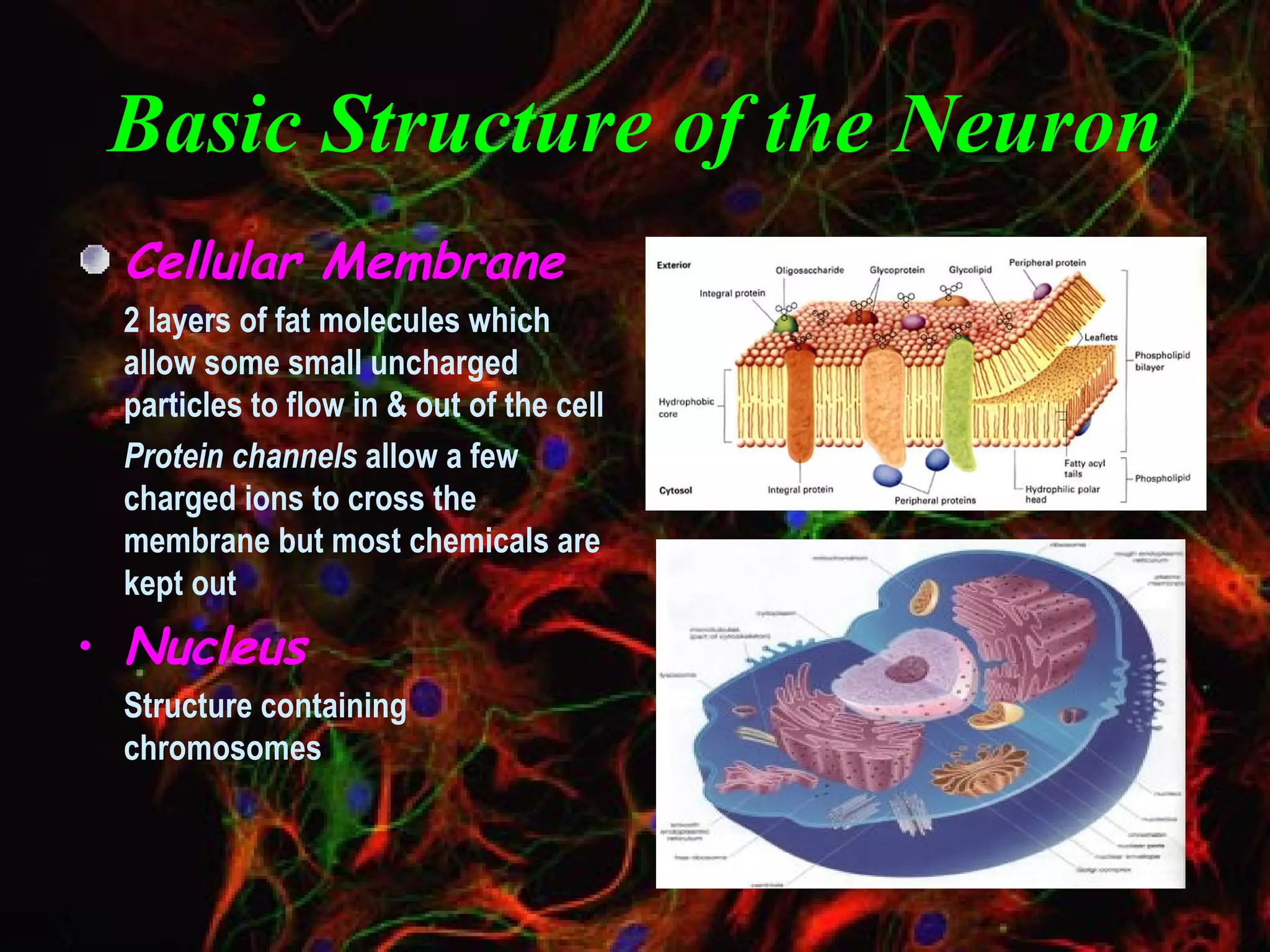 Basic Structure of the Neuron Cellular Membrane 2 layers of fat molecules which allow some small uncharged particles to flow in & out of the cell Protein channels  allow a few charged ions to cross the membrane but most chemicals are kept out Nucleus Structure containing chromosomes 