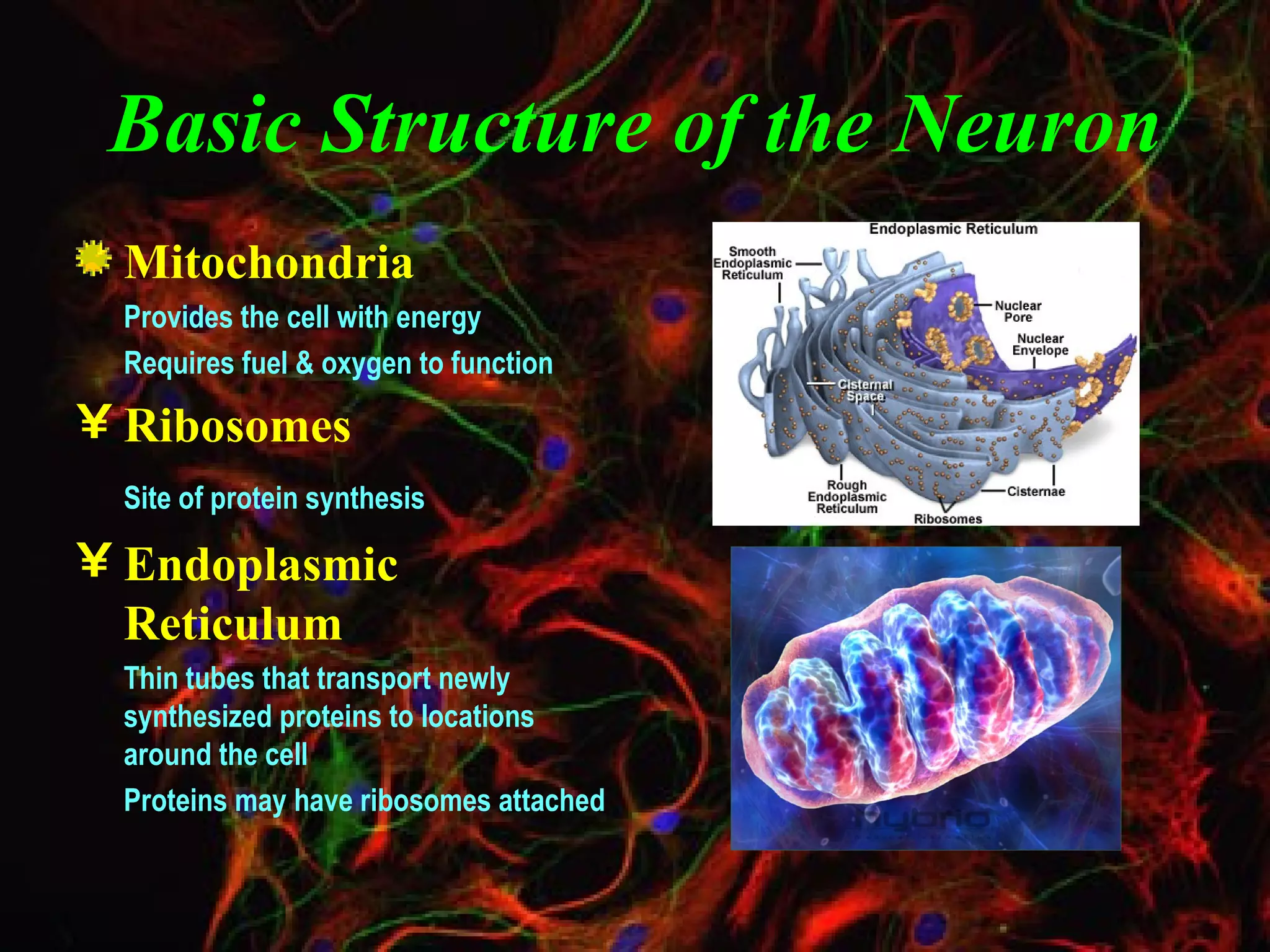 Basic Structure of the Neuron Mitochondria Provides the cell with energy Requires fuel & oxygen to function Ribosomes Site of protein synthesis Endoplasmic Reticulum Thin tubes that transport newly synthesized proteins to locations around the cell Proteins may have ribosomes attached 