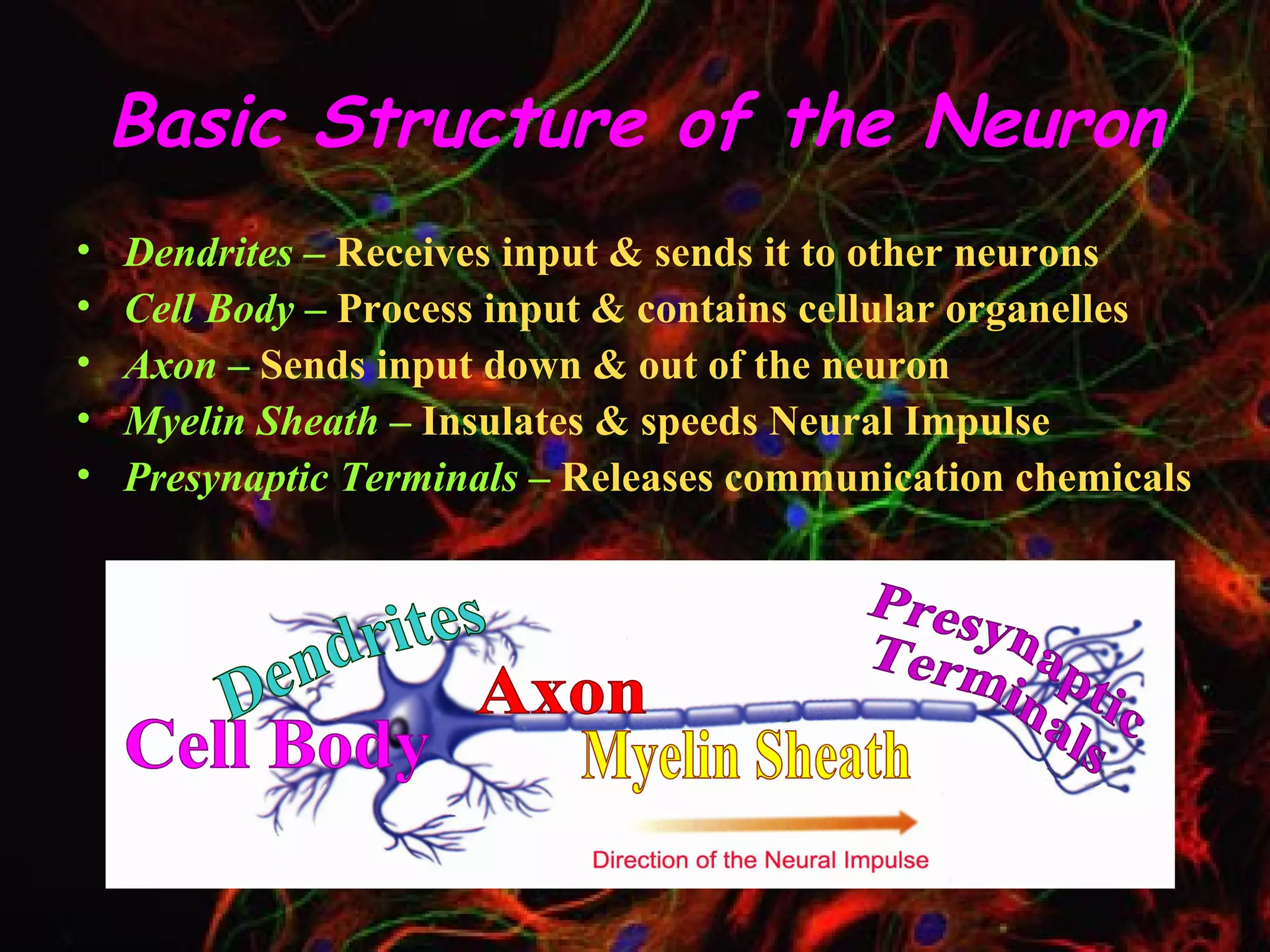 Basic Structure of the Neuron Dendrites –  Receives input & sends it to other neurons Cell Body –  Process input & contains cellular organelles Axon –  Sends input down & out of the neuron Myelin Sheath –  Insulates & speeds Neural Impulse Presynaptic Terminals –  Releases communication chemicals Dendrites Cell Body Axon Myelin Sheath Presynaptic Terminals 