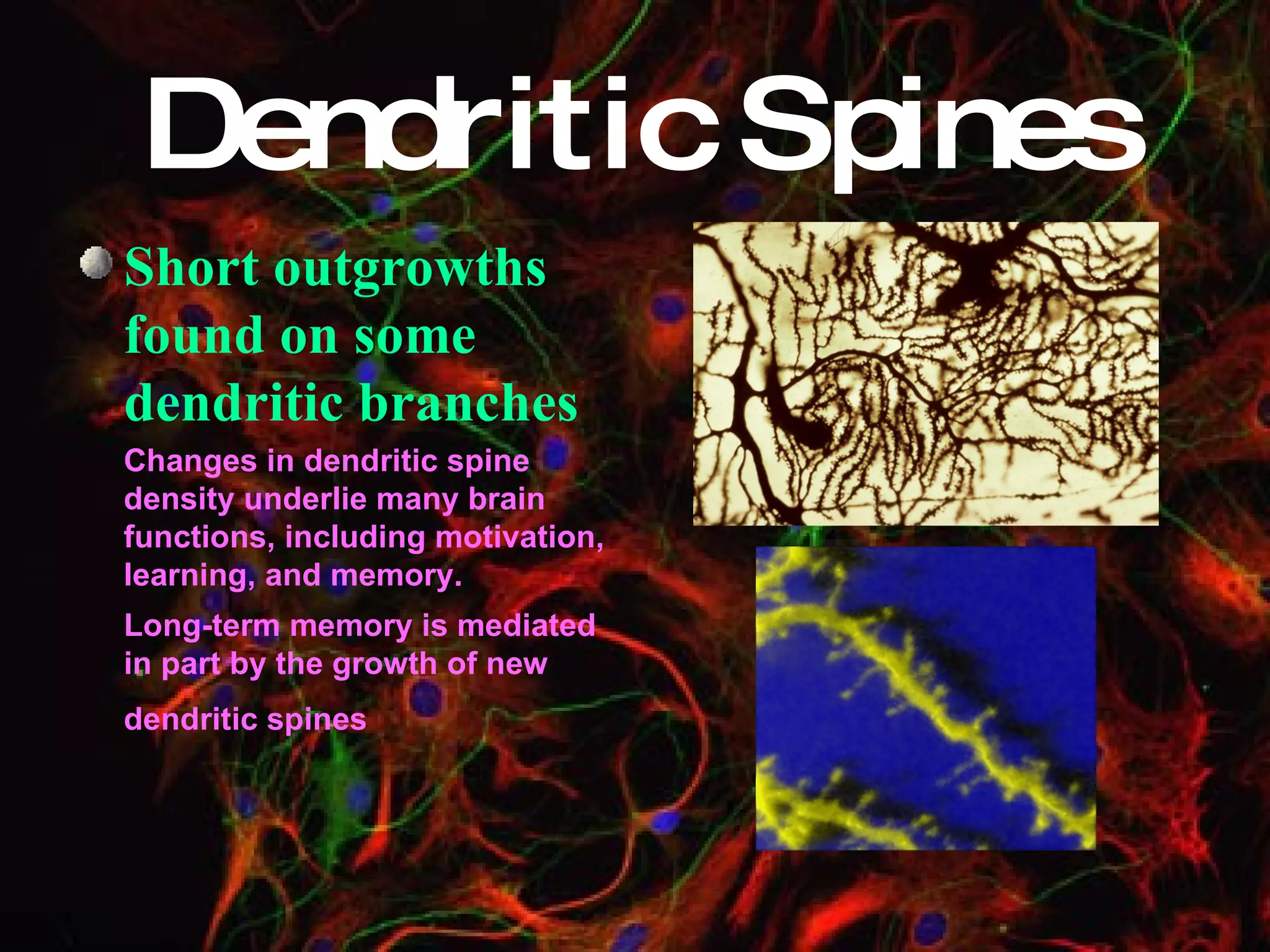 Dendritic Spines Short outgrowths found on some dendritic branches Changes in dendritic spine density underlie many brain functions, including motivation, learning, and memory.   Long-term memory is mediated in part by the growth of new dendritic spines   