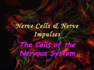 Nerve Cells & Nerve Impulses The Cells of the Nervous System 