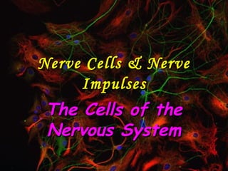 Nerve Cells & NerveNerve Cells & Nerve
ImpulsesImpulses
The Cells of theThe Cells of the
Nervous SystemNervous System
 