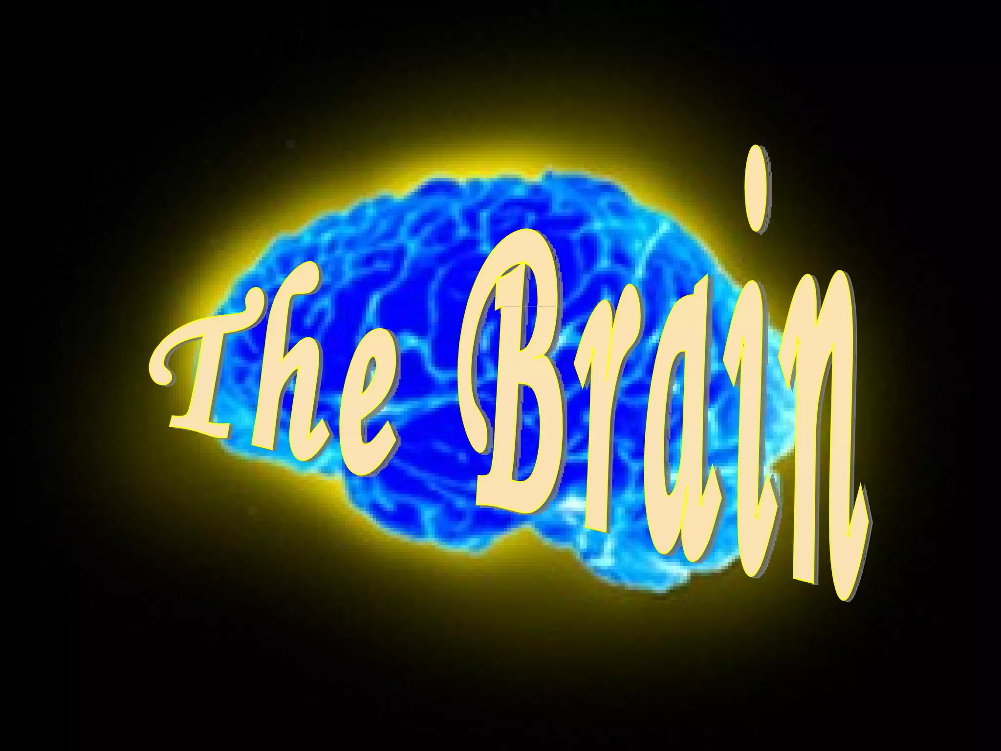 The Brain 