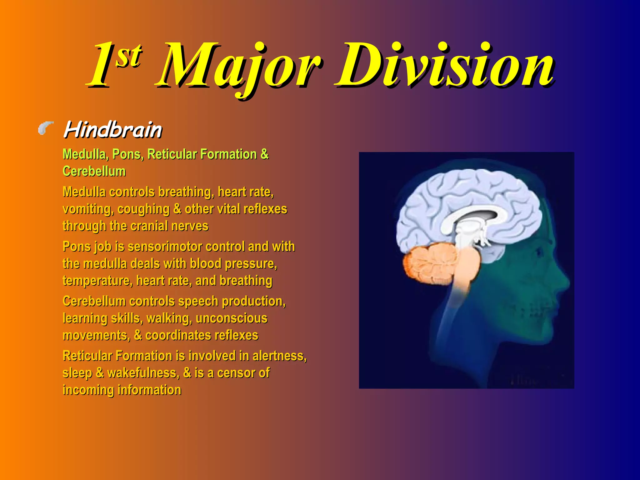 1 st  Major Division Hindbrain Medulla, Pons, Reticular Formation & Cerebellum Medulla controls breathing, heart rate, vomiting, coughing & other vital reflexes through the cranial nerves Pons job is sensorimotor control and with the medulla deals with blood pressure, temperature, heart rate, and breathing Cerebellum controls speech production, learning skills, walking, unconscious movements, & coordinates reflexes Reticular Formation is involved in alertness, sleep & wakefulness, & is a censor of incoming information 