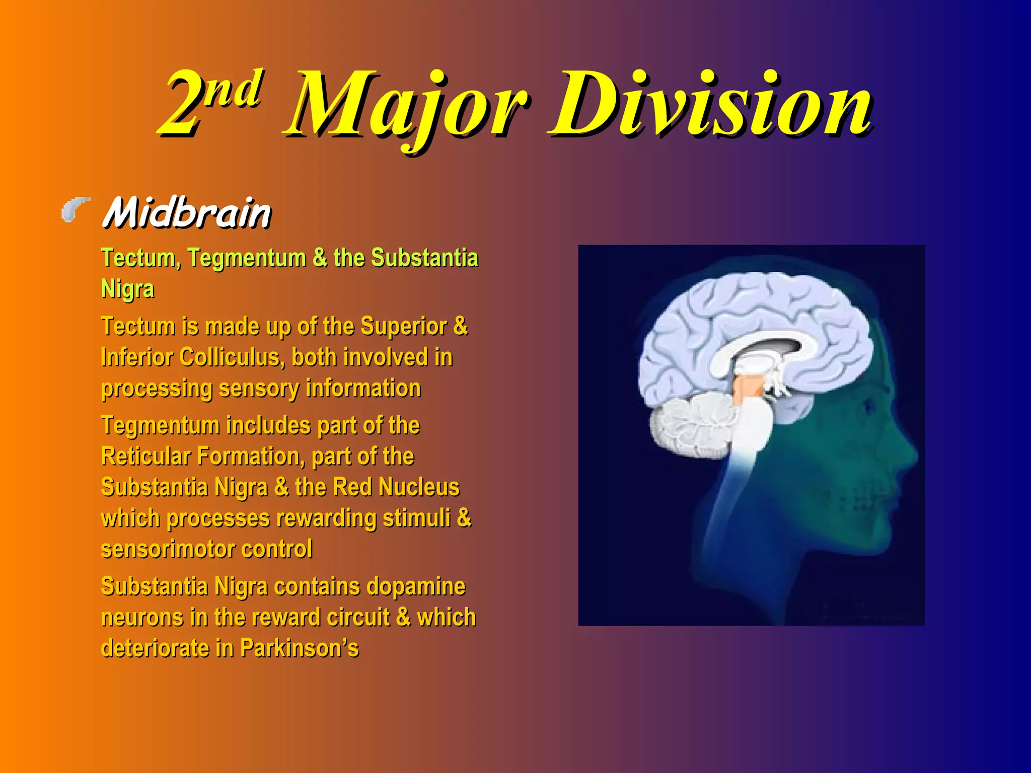 2 nd  Major Division Midbrain Tectum, Tegmentum & the Substantia Nigra Tectum is made up of the Superior & Inferior Colliculus, both involved in processing sensory information Tegmentum includes part of the Reticular Formation, part of the Substantia Nigra & the Red Nucleus which processes rewarding stimuli & sensorimotor control Substantia Nigra contains dopamine neurons in the reward circuit & which deteriorate in Parkinson’s 