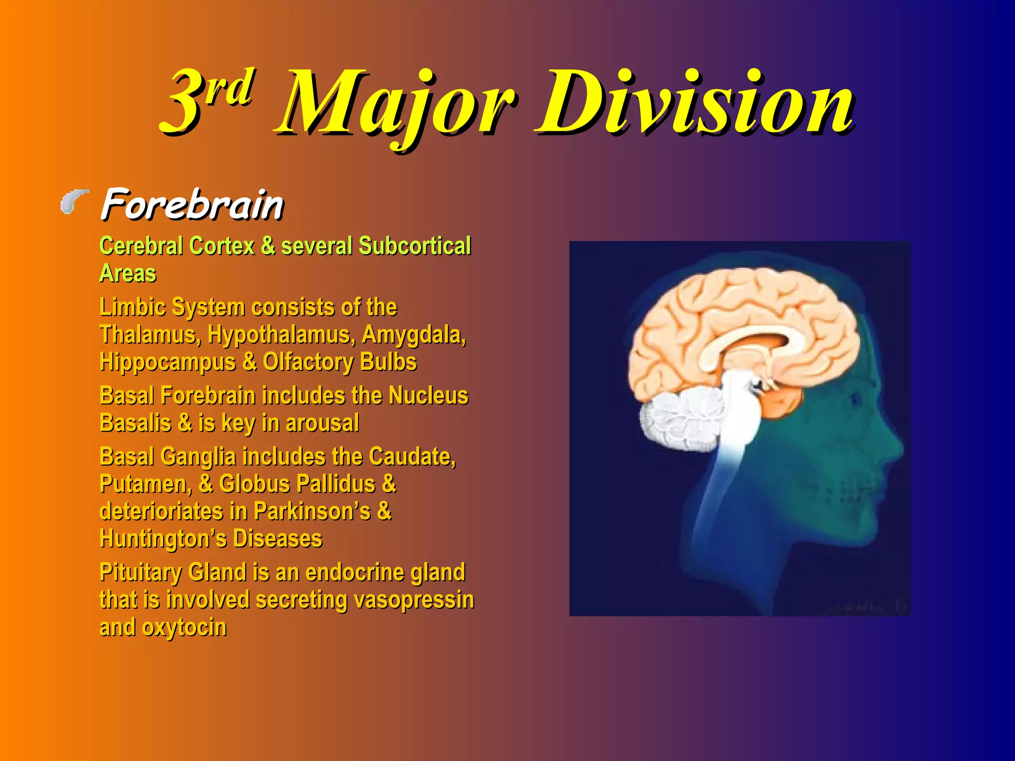 3 rd  Major Division Forebrain Cerebral Cortex & several Subcortical Areas Limbic System consists of the Thalamus, Hypothalamus, Amygdala, Hippocampus & Olfactory Bulbs Basal Forebrain includes the Nucleus Basalis & is key in arousal Basal Ganglia includes the Caudate, Putamen, & Globus Pallidus & deterioriates in Parkinson’s & Huntington’s Diseases Pituitary Gland is an endocrine gland that is involved secreting vasopressin and oxytocin 