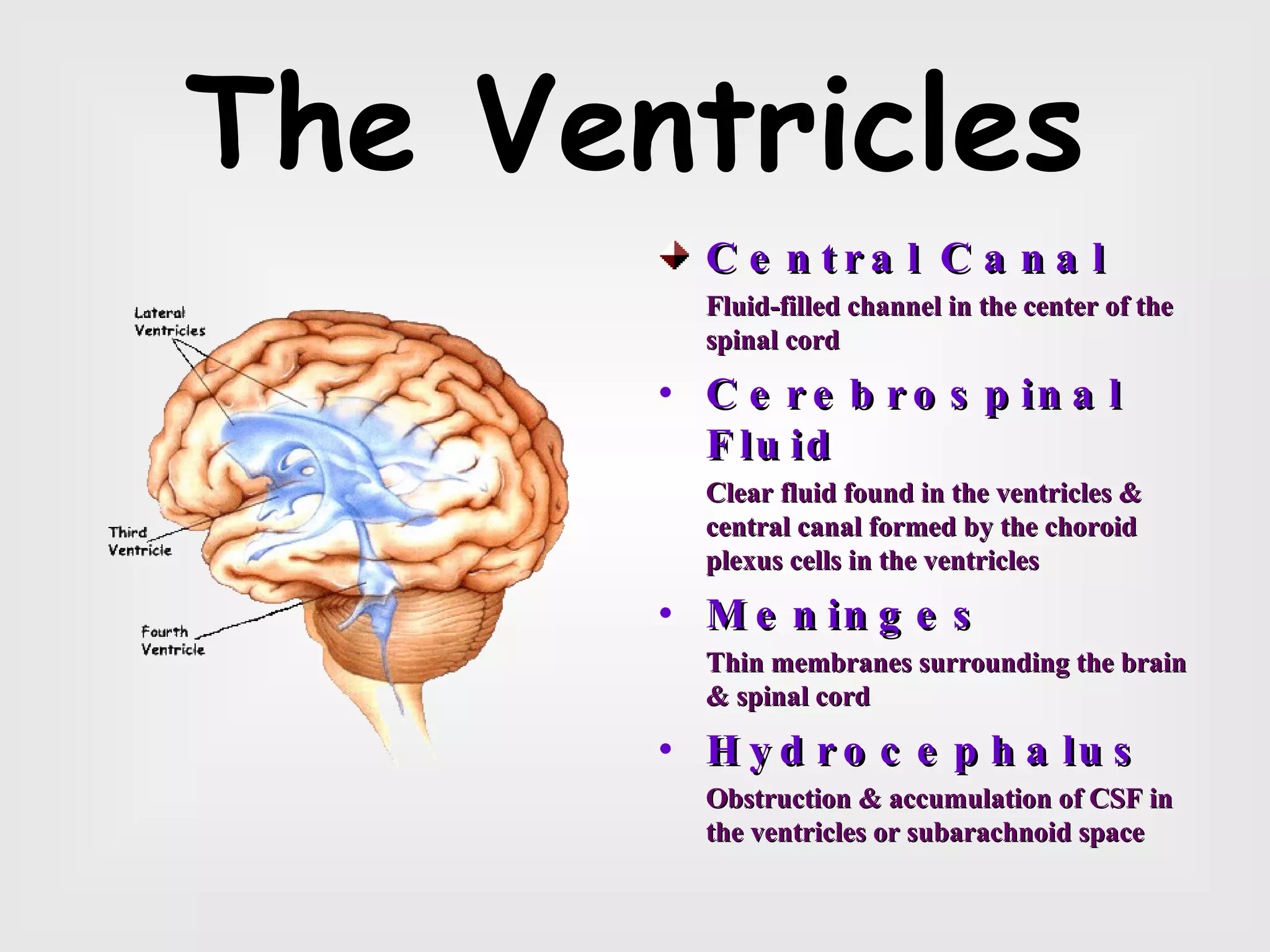 The Ventricles Central Canal Fluid-filled channel in the center of the spinal cord Cerebrospinal Fluid Clear fluid found in the ventricles & central canal formed by the choroid plexus cells in the ventricles Meninges Thin membranes surrounding the brain & spinal cord Hydrocephalus Obstruction & accumulation of CSF in the ventricles or subarachnoid space 