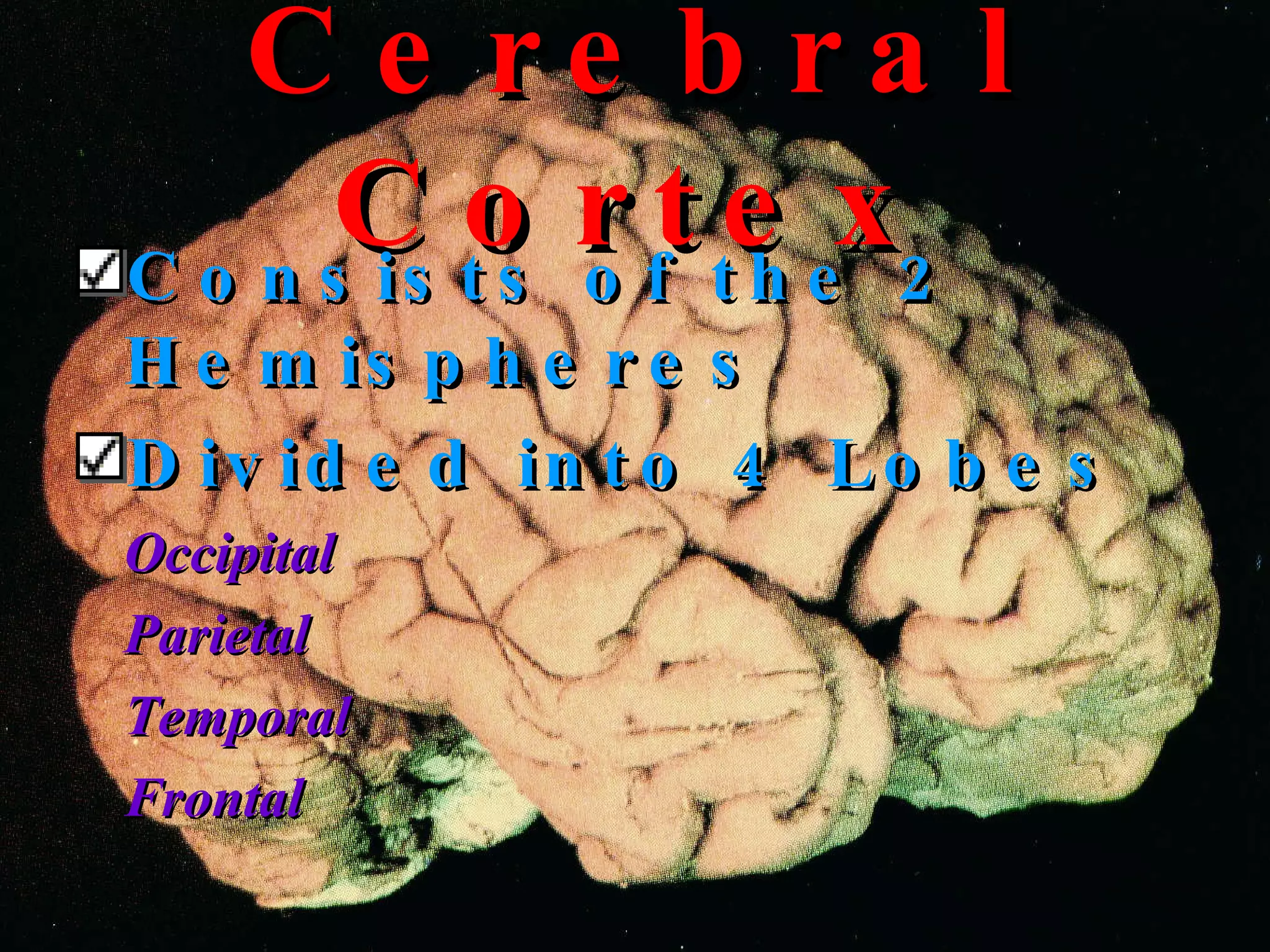 Cerebral Cortex Consists of the 2 Hemispheres Divided into 4 Lobes Occipital Parietal Temporal Frontal 