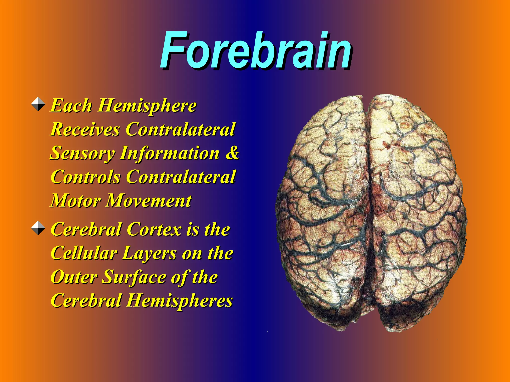 Forebrain Each Hemisphere Receives Contralateral Sensory Information & Controls Contralateral Motor Movement Cerebral Cortex is the Cellular Layers on the Outer Surface of the Cerebral Hemispheres 