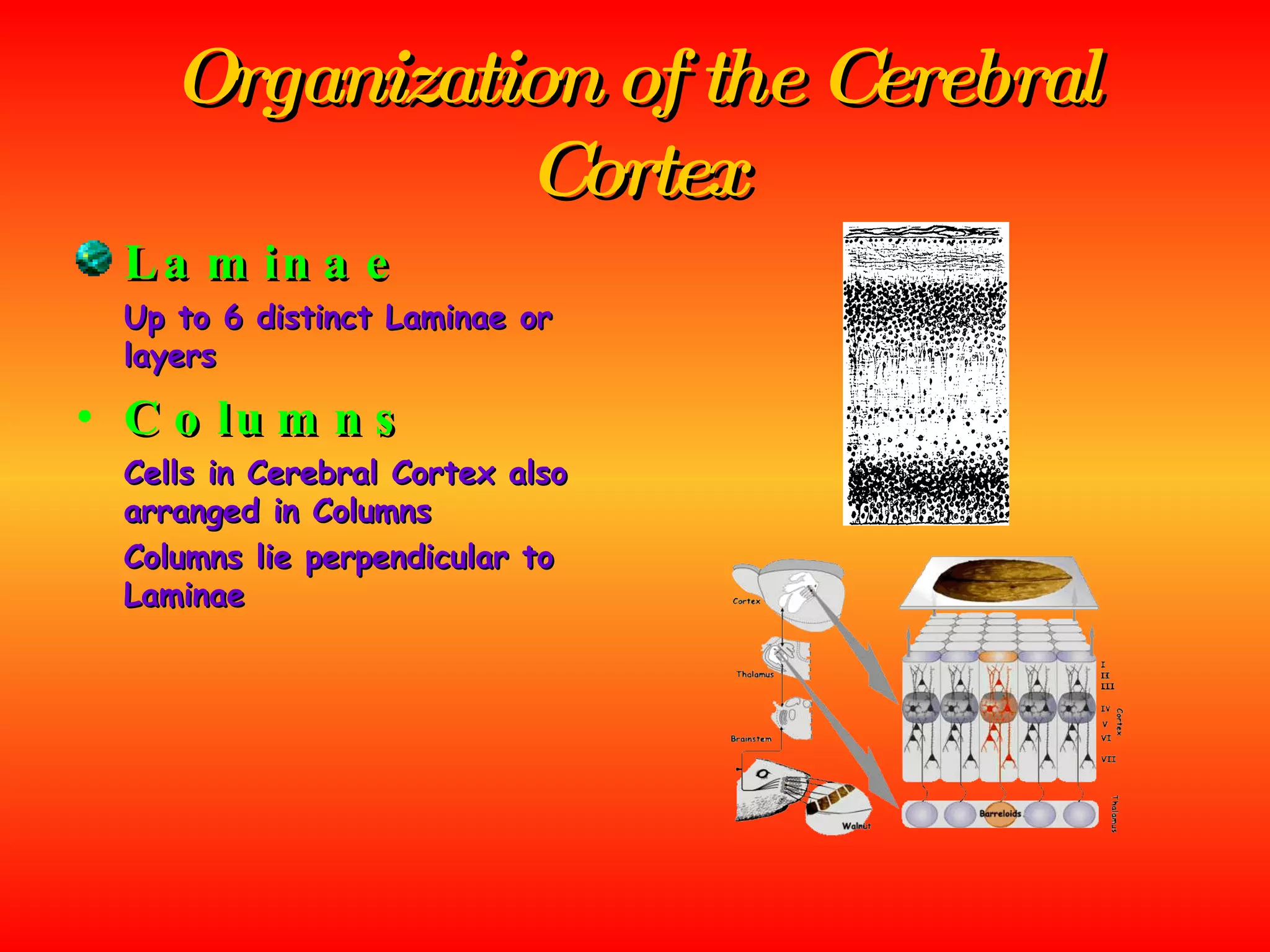Organization of the Cerebral Cortex Laminae Up to 6 distinct Laminae or layers Columns Cells in Cerebral Cortex also arranged in Columns Columns lie perpendicular to Laminae 