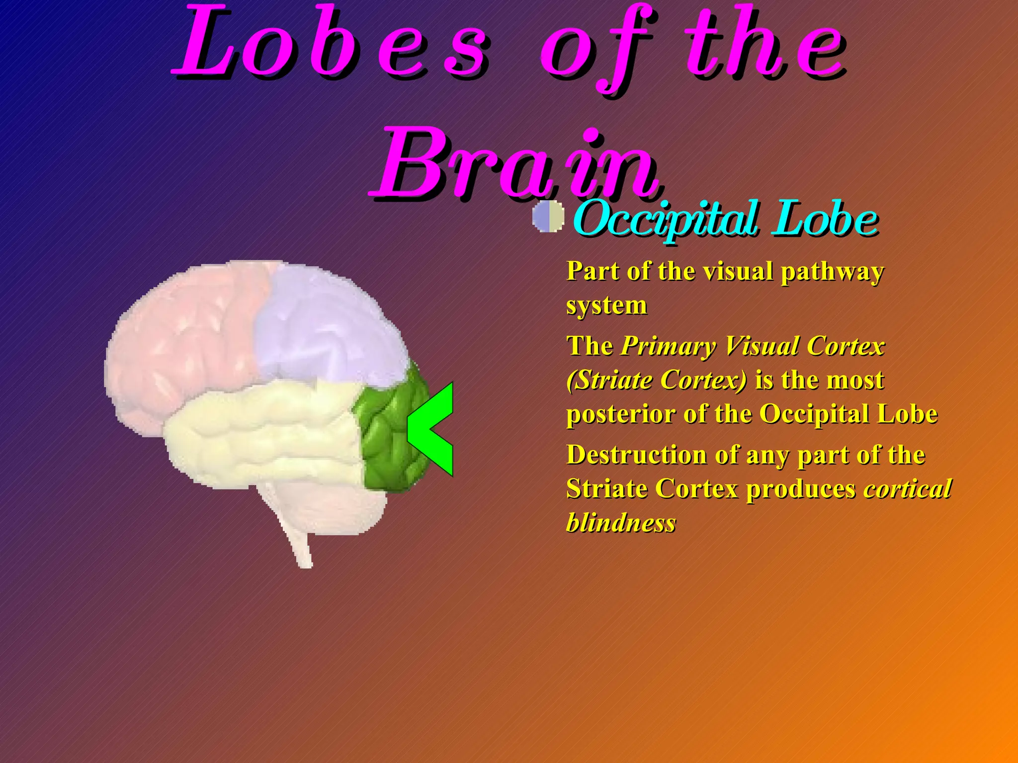 Lobes of the Brain Occipital Lobe Part of the visual pathway system The  Primary Visual Cortex (Striate Cortex)  is the most posterior of the Occipital Lobe Destruction of any part of the Striate Cortex produces  cortical blindness < 