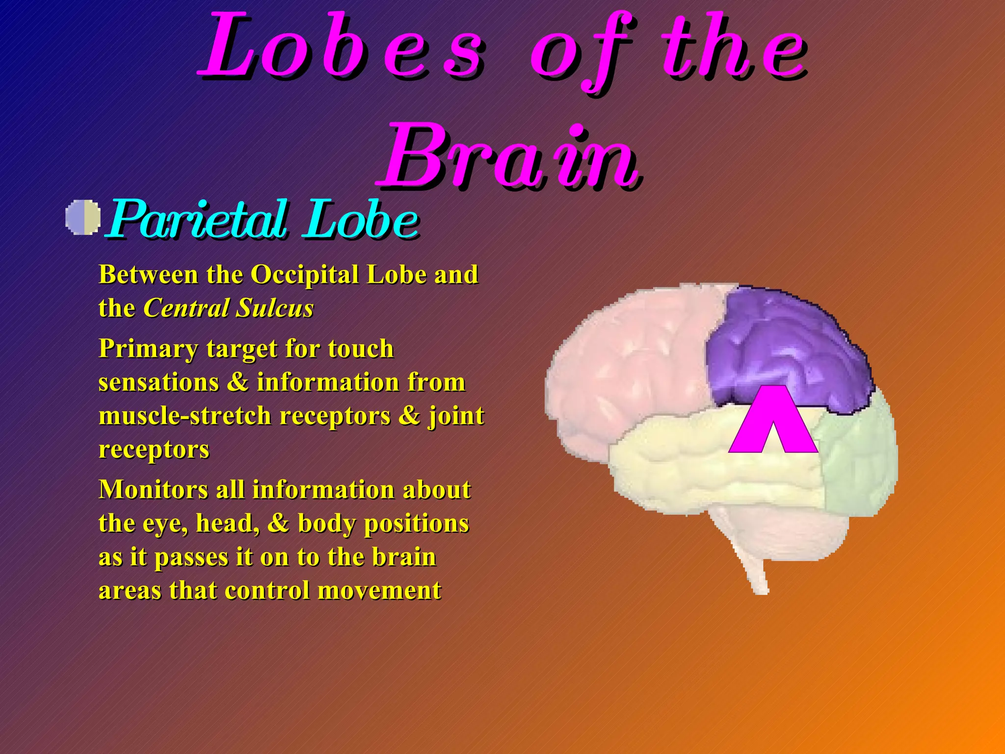 Lobes of the Brain Parietal Lobe Between the Occipital Lobe and the  Central Sulcus Primary target for touch sensations & information from muscle-stretch receptors & joint receptors Monitors all information about the eye, head, & body positions as it passes it on to the brain areas that control movement ^ 