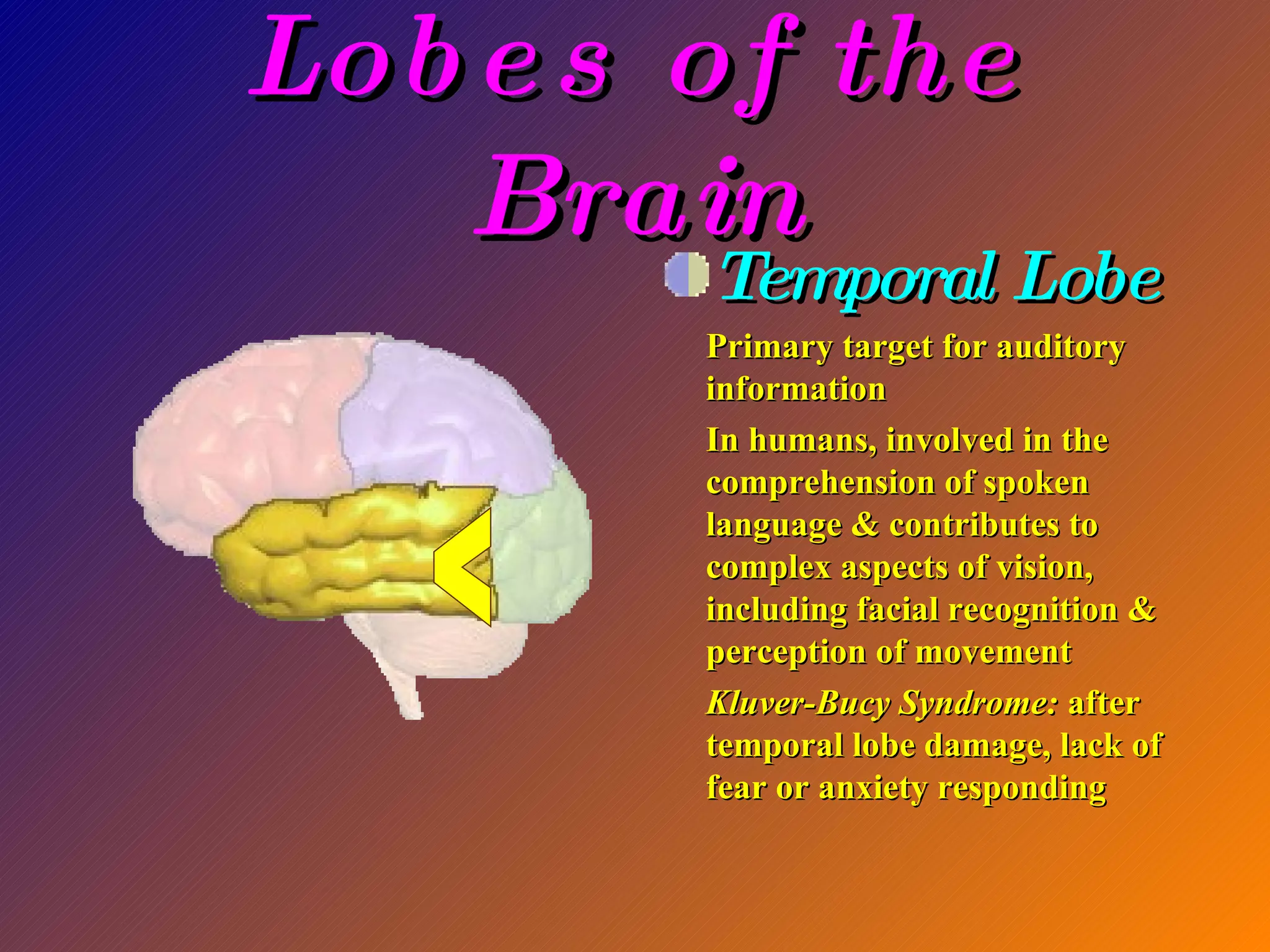 Lobes of the Brain Temporal Lobe Primary target for auditory information In humans, involved in the comprehension of spoken language & contributes to complex aspects of vision, including facial recognition & perception of movement Kluver-Bucy Syndrome:  after temporal lobe damage, lack of fear or anxiety responding < 