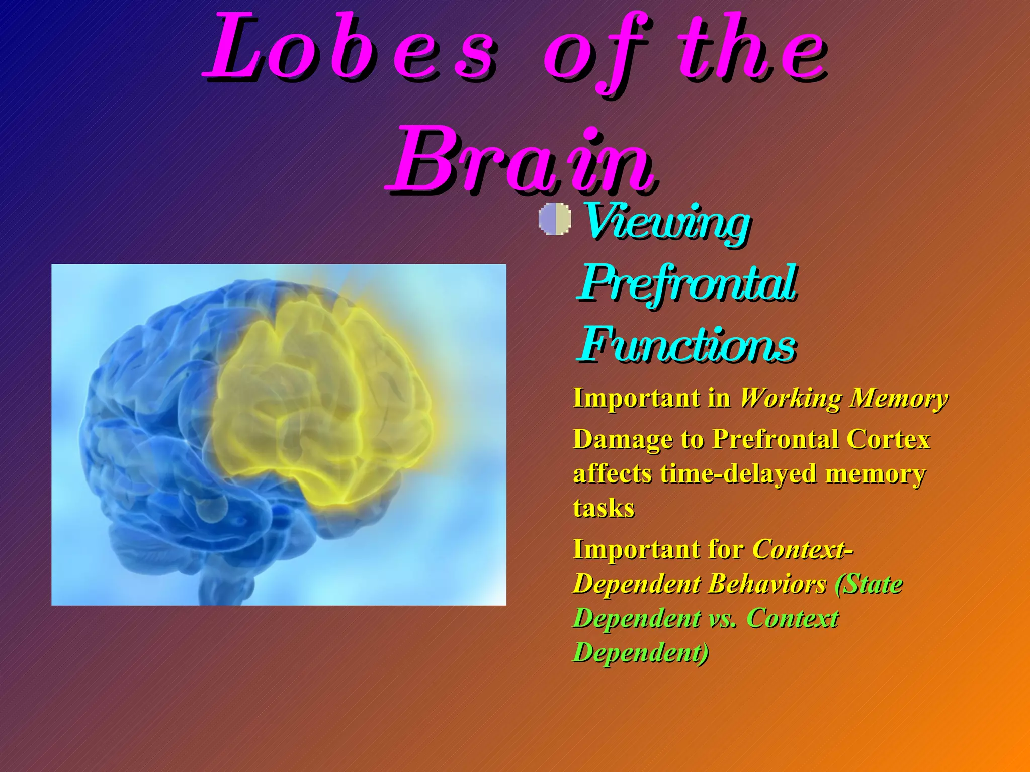 Lobes of the Brain Viewing Prefrontal Functions Important in  Working Memory Damage to Prefrontal Cortex affects time-delayed memory tasks Important for  Context-Dependent Behaviors  (State Dependent vs. Context Dependent) 