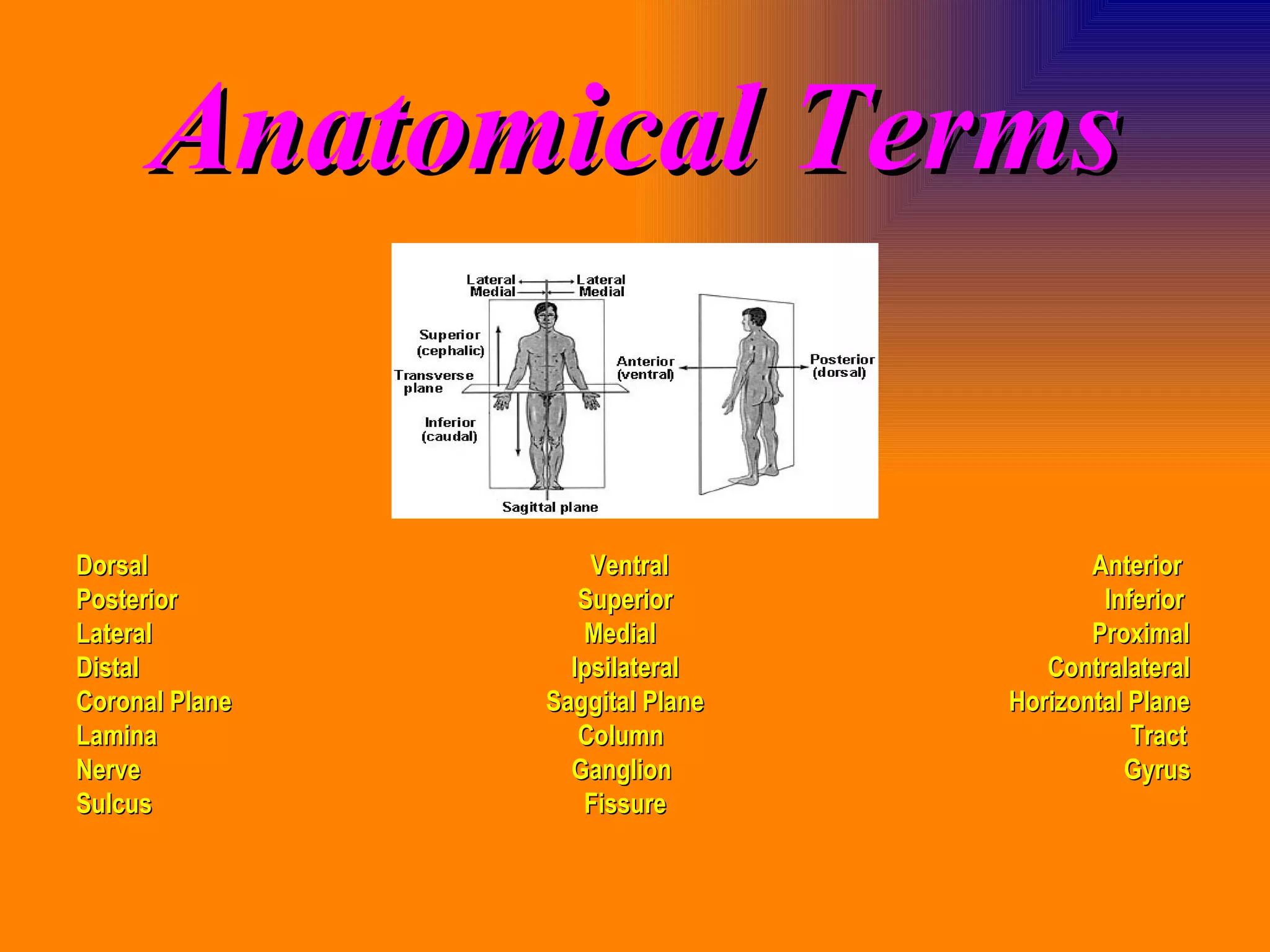 Anatomical Terms Dorsal   Ventral   Anterior Posterior   Superior   Inferior Lateral   Medial   Proximal Distal   Ipsilateral   Contralateral Coronal Plane   Saggital Plane  Horizontal Plane Lamina   Column   Tract Nerve   Ganglion   Gyrus Sulcus Fissure 