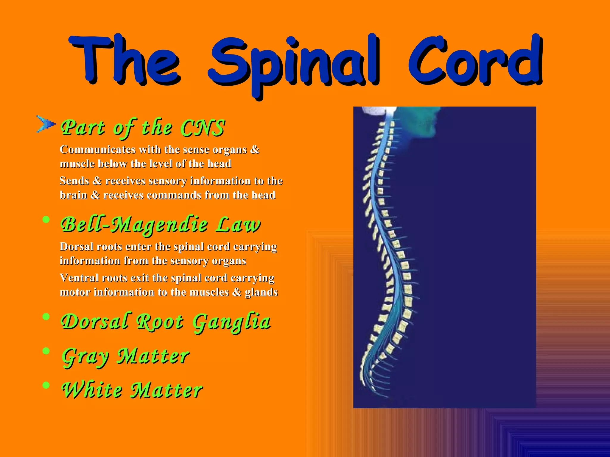 The Spinal Cord Part of the CNS Communicates with the sense organs & muscle below the level of the head Sends & receives sensory information to the brain & receives commands from the head Bell-Magendie Law Dorsal roots enter the spinal cord carrying information from the sensory organs Ventral roots exit the spinal cord carrying motor information to the muscles & glands Dorsal Root Ganglia Gray Matter White Matter 