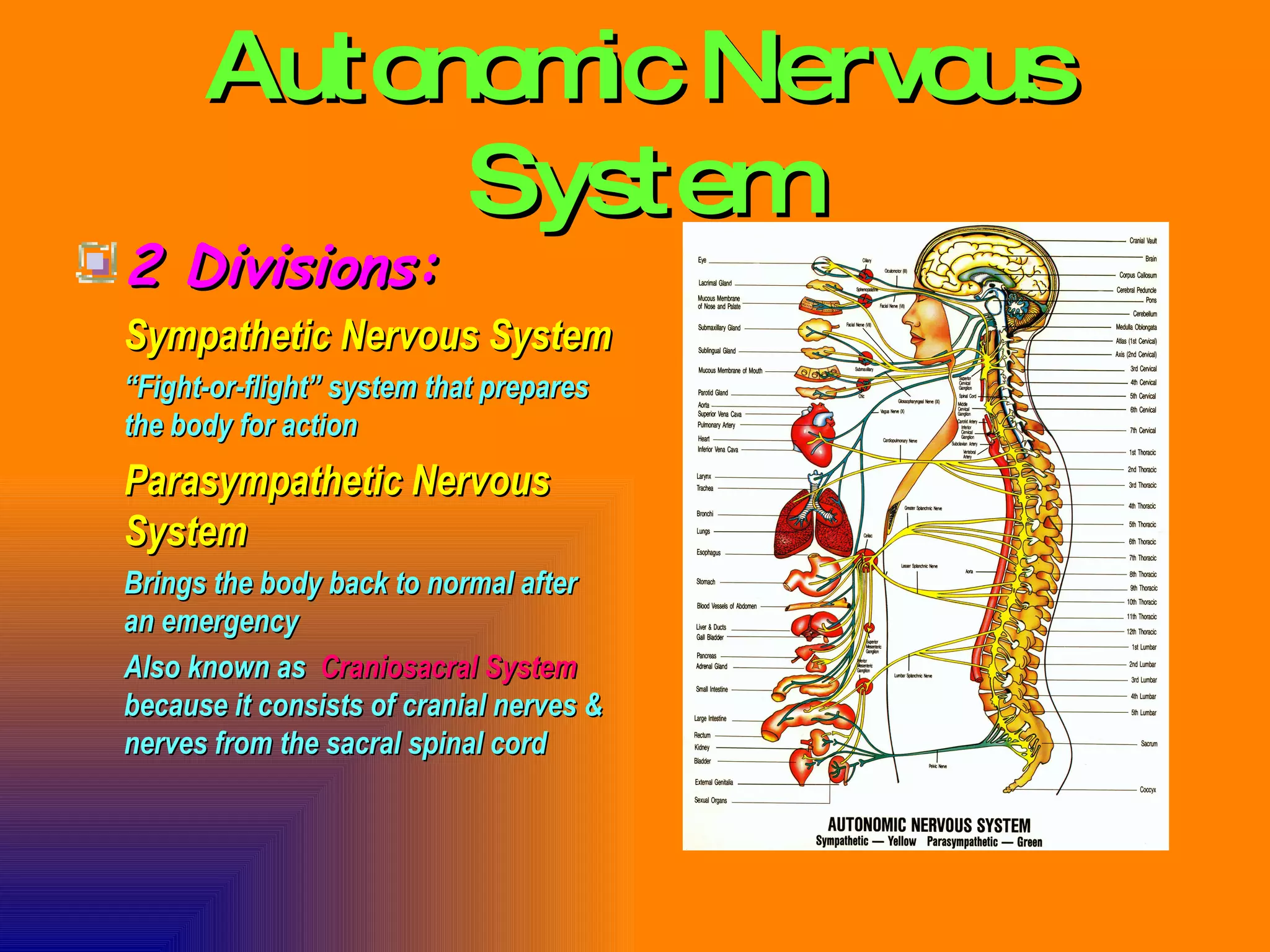 Autonomic Nervous System 2 Divisions: Sympathetic Nervous System “ Fight-or-flight” system that prepares the body for action Parasympathetic Nervous System Brings the body back to normal after an emergency Also known as  Craniosacral System  because it consists of cranial nerves & nerves from the sacral spinal cord 