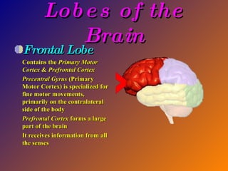 Chapter 04: Anatomy of the Nervous System | PPT